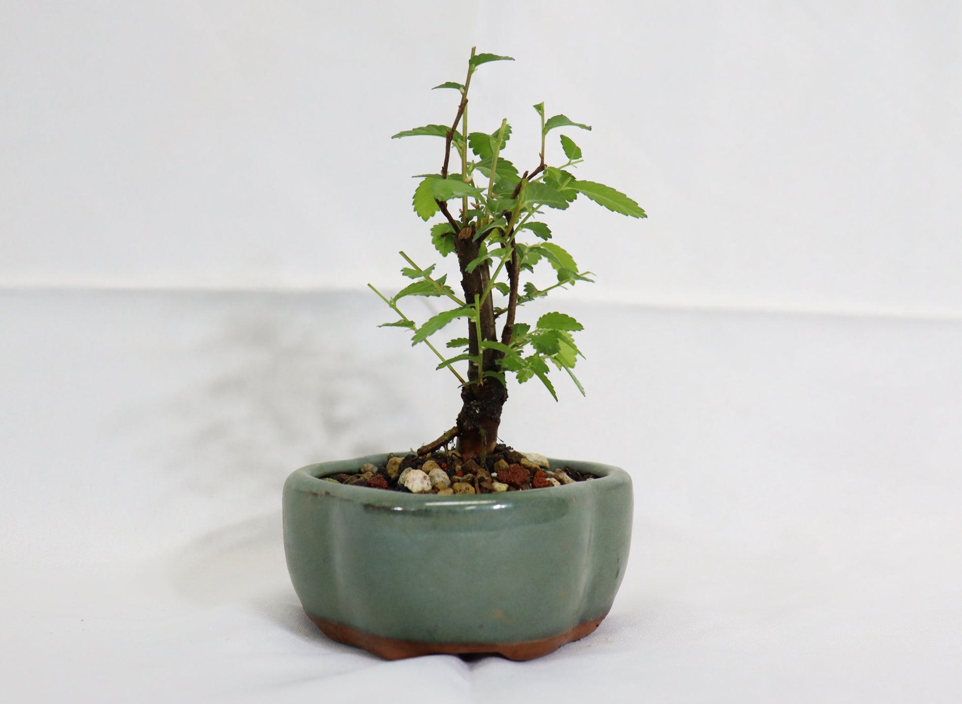 Mame Chinese Elm in a Glazed Pot