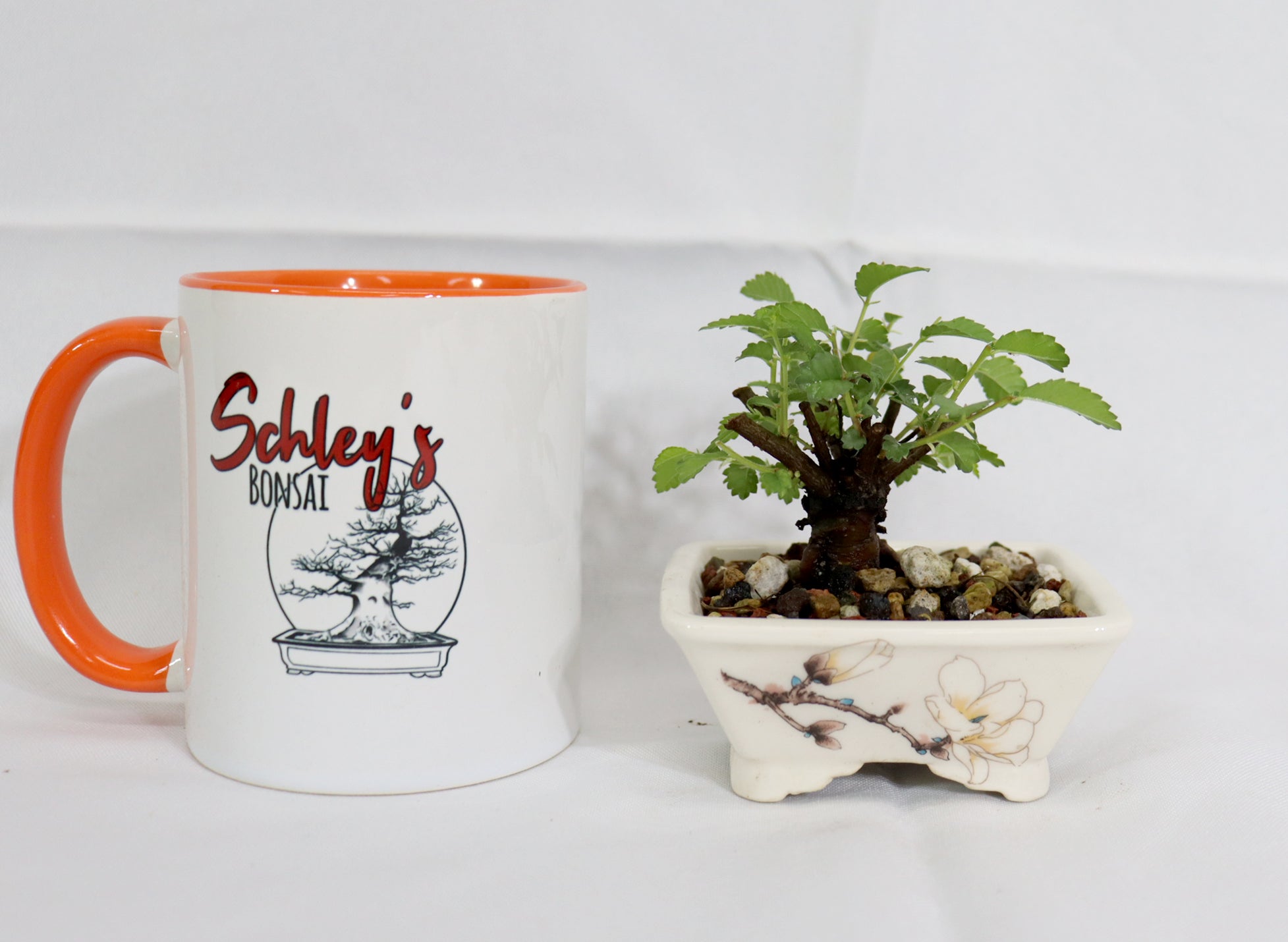 Mame Chinese Elm in a Glazed Magnolia Pot