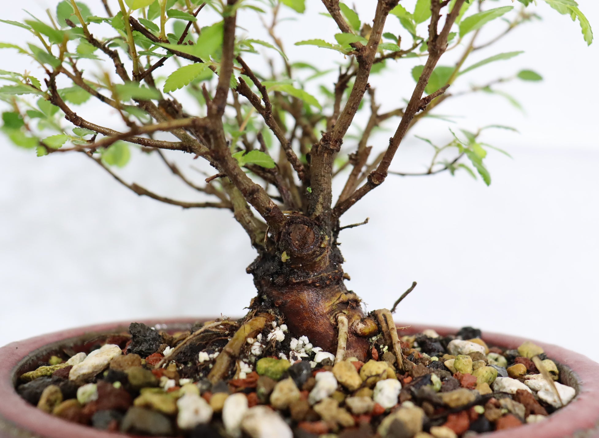 Mame Chinese Elm in a Glazed Pot