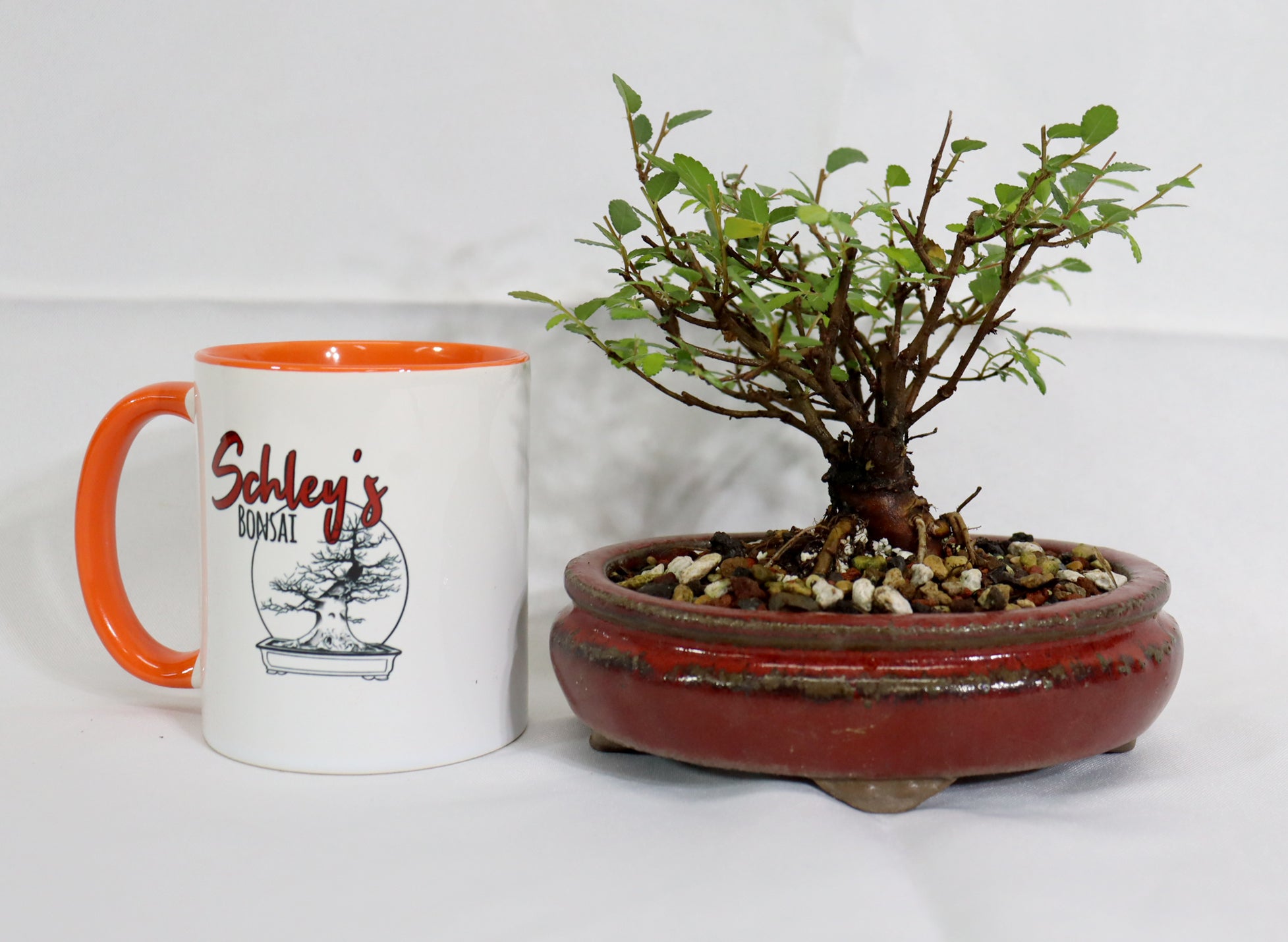 Mame Chinese Elm in a Glazed Pot