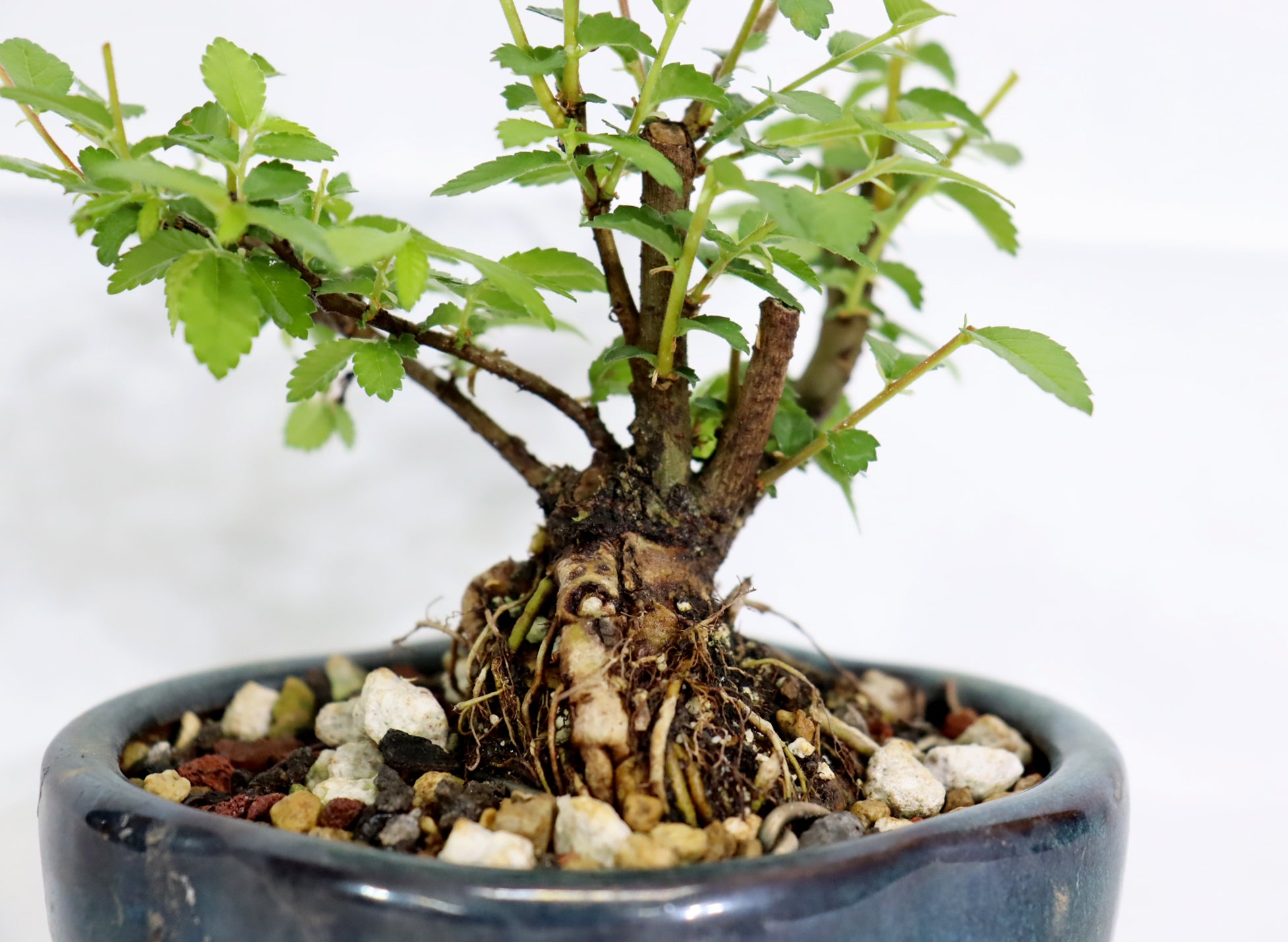 Mame Chinese Elm in a Glazed Pot