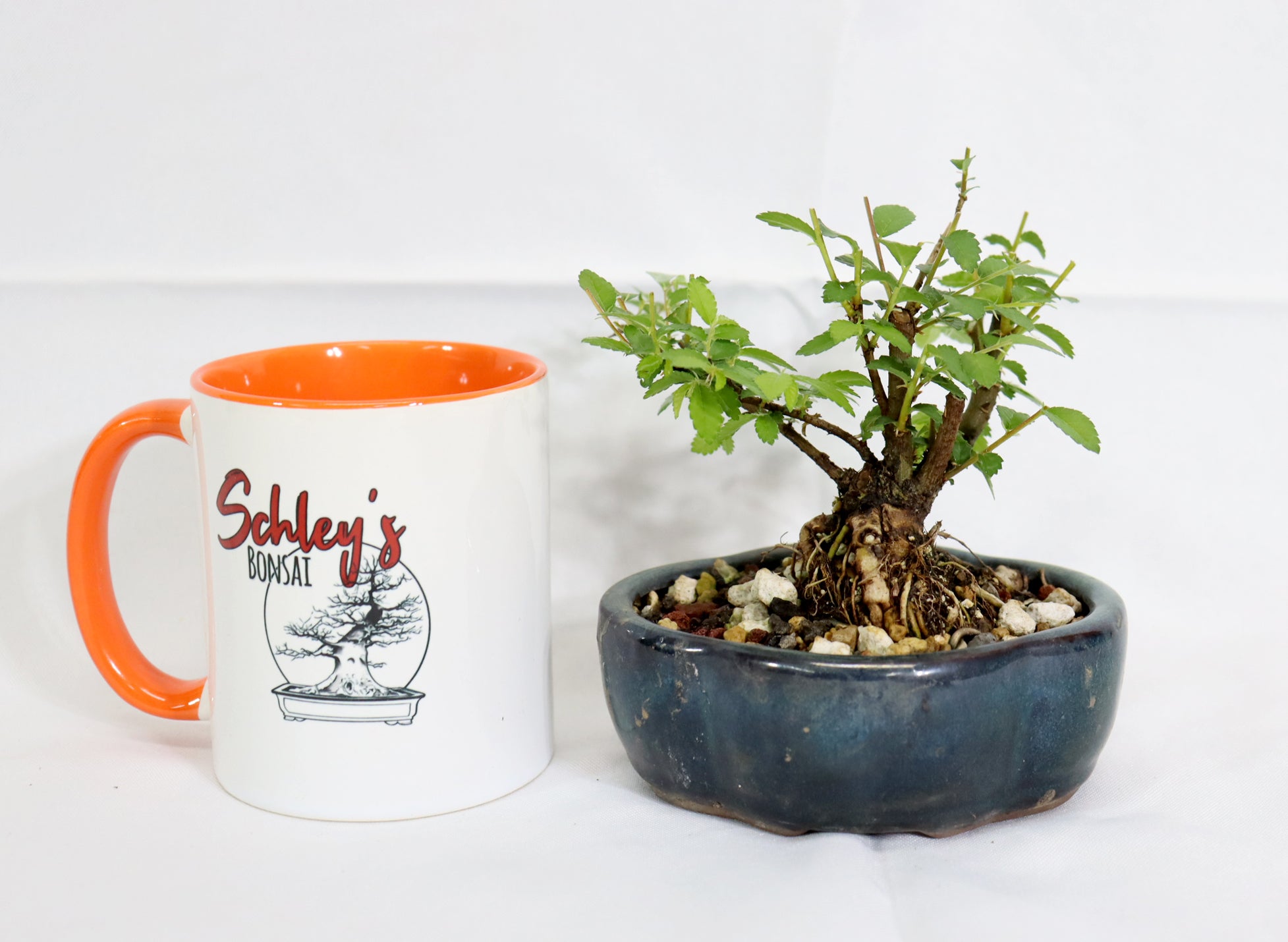 Mame Chinese Elm in a Glazed Pot