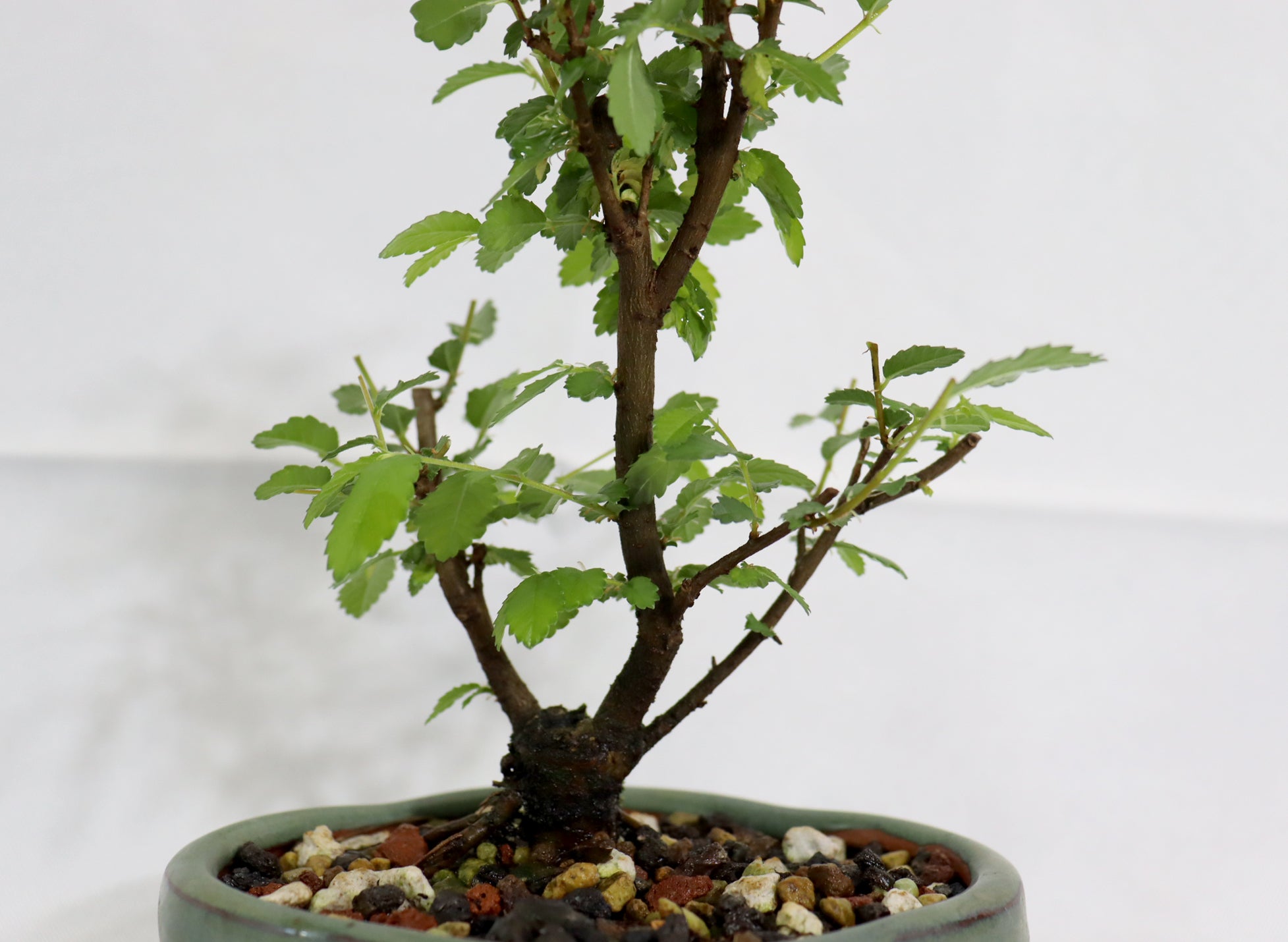 Mame Twin Trunk Chinese Elm in a Glazed Pot