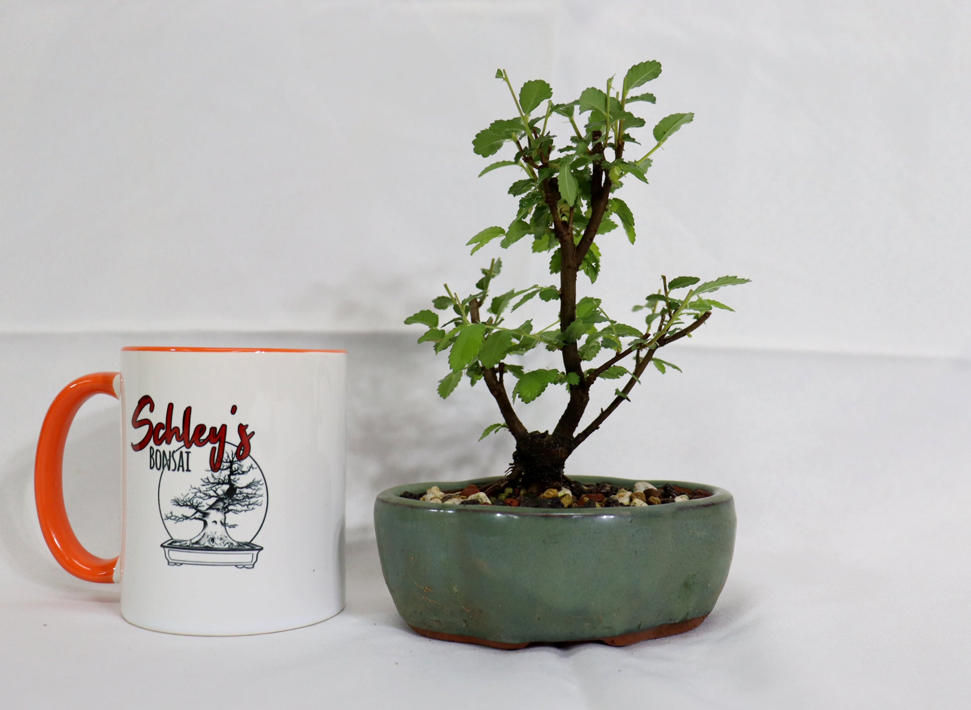 Mame Twin Trunk Chinese Elm in a Glazed Pot