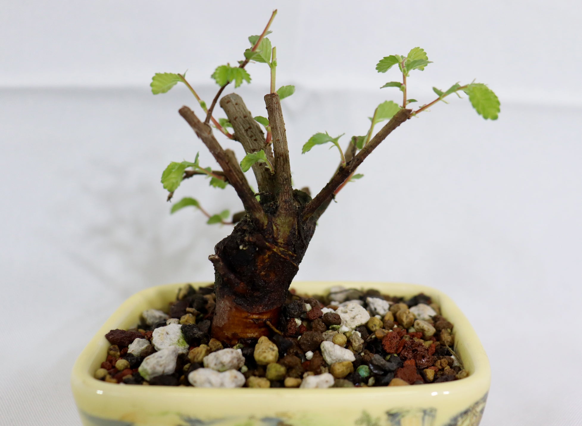 Mame Chinese Elm in a Transferware Pot