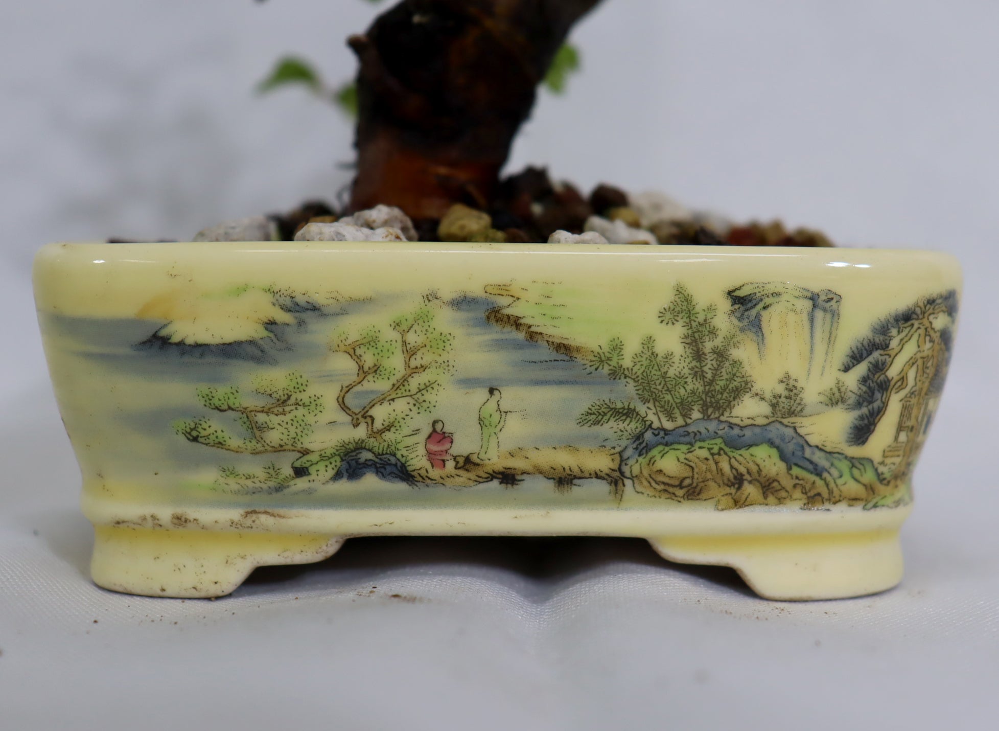 Mame Chinese Elm in a Transferware Pot