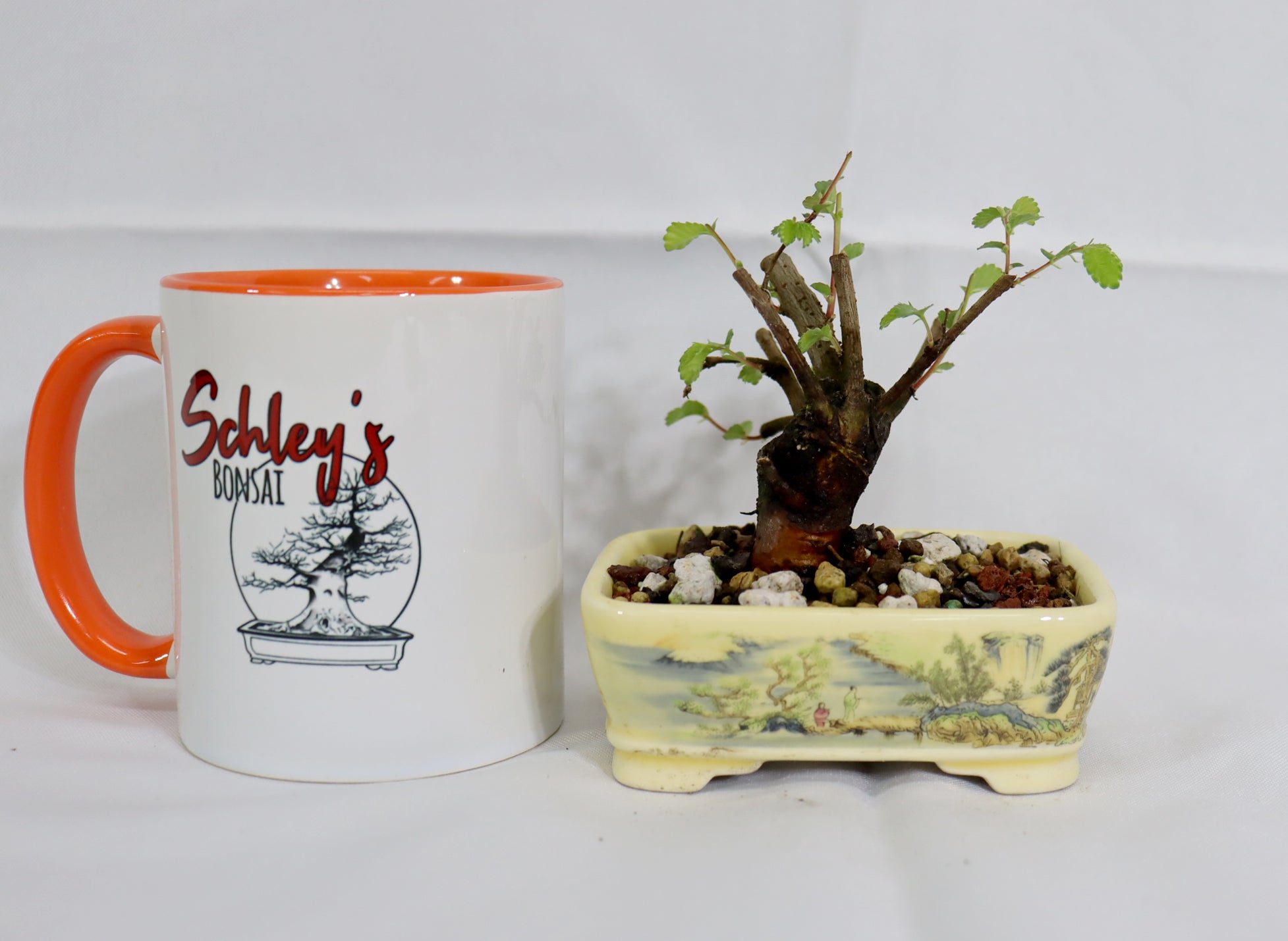 Mame Chinese Elm in a Transferware Pot