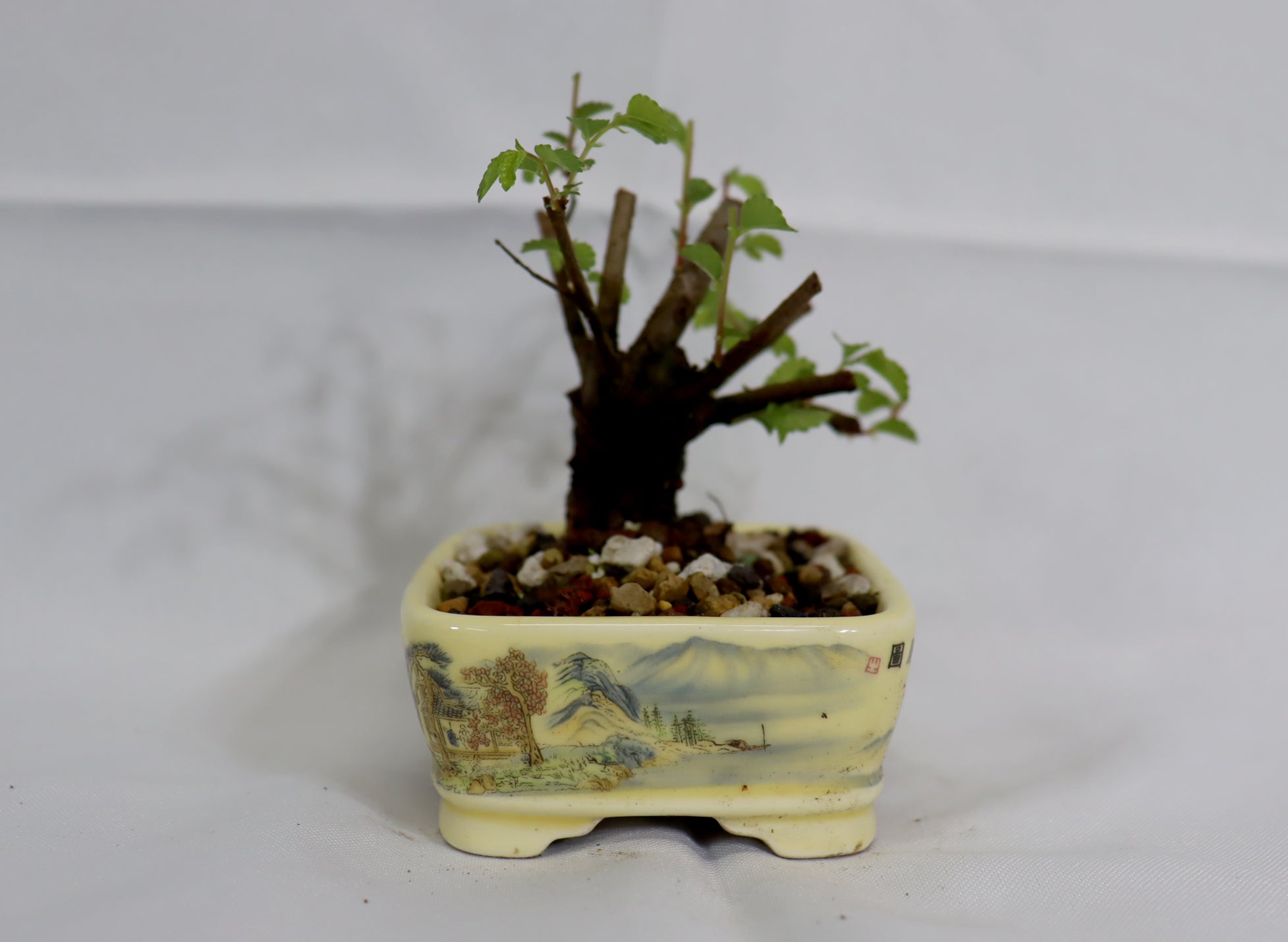 mame bonsai tree Mame Chinese Elm in a Transferware Pot