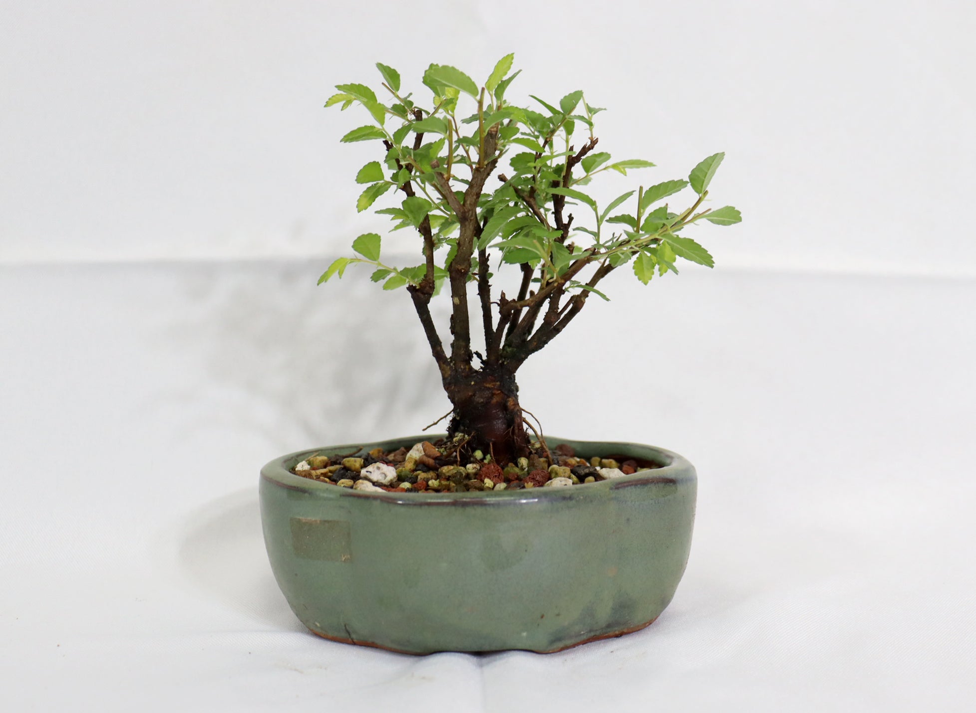 Mame Chinese Elm in a Glazed Pot