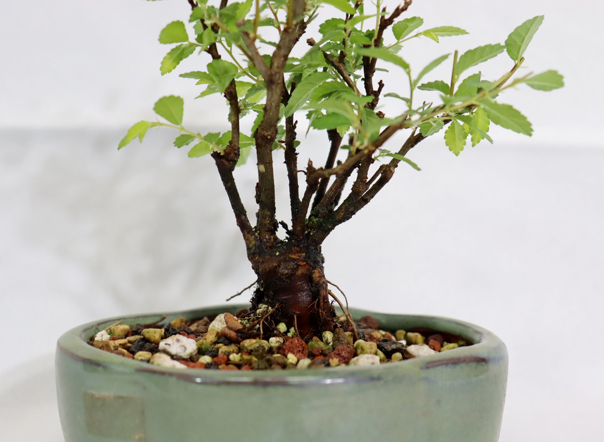 Mame Chinese Elm in a Glazed Pot
