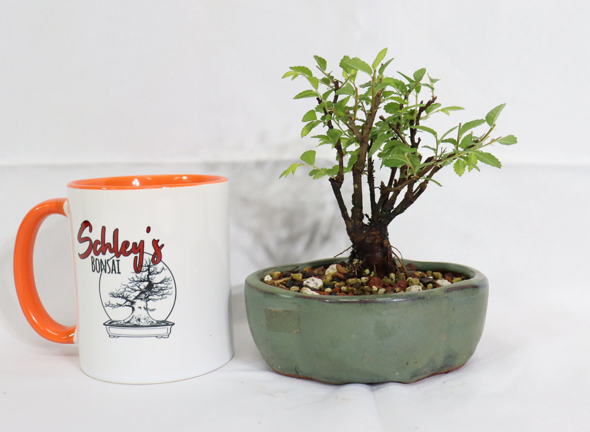 Mame Chinese Elm in a Glazed Pot
