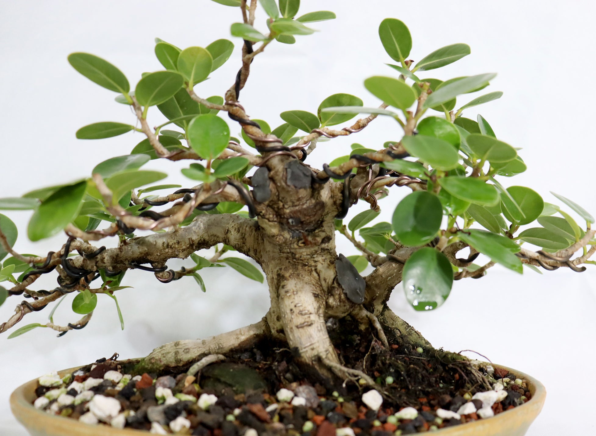 Wired Green Island Ficus