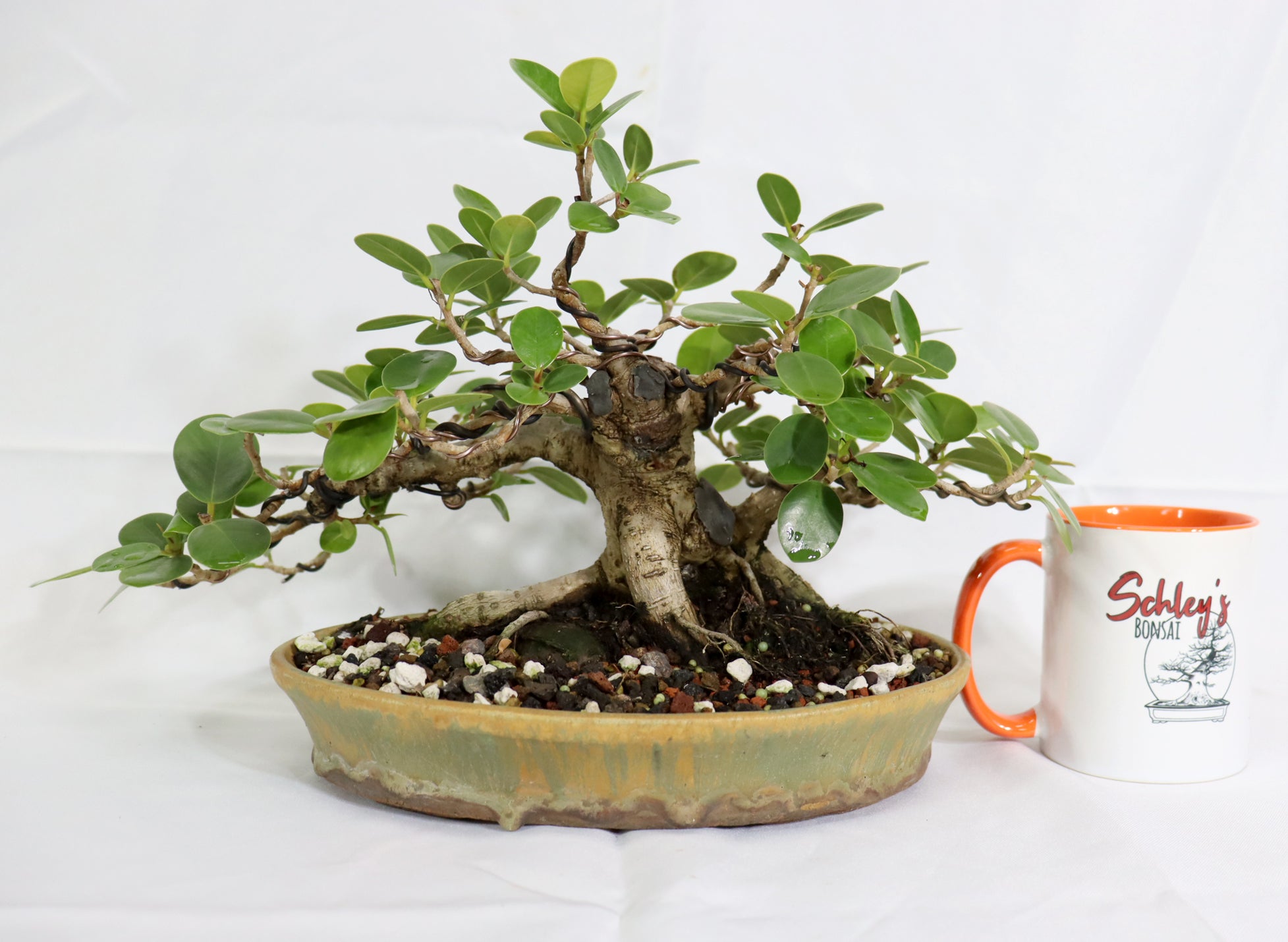 Wired Green Island Ficus