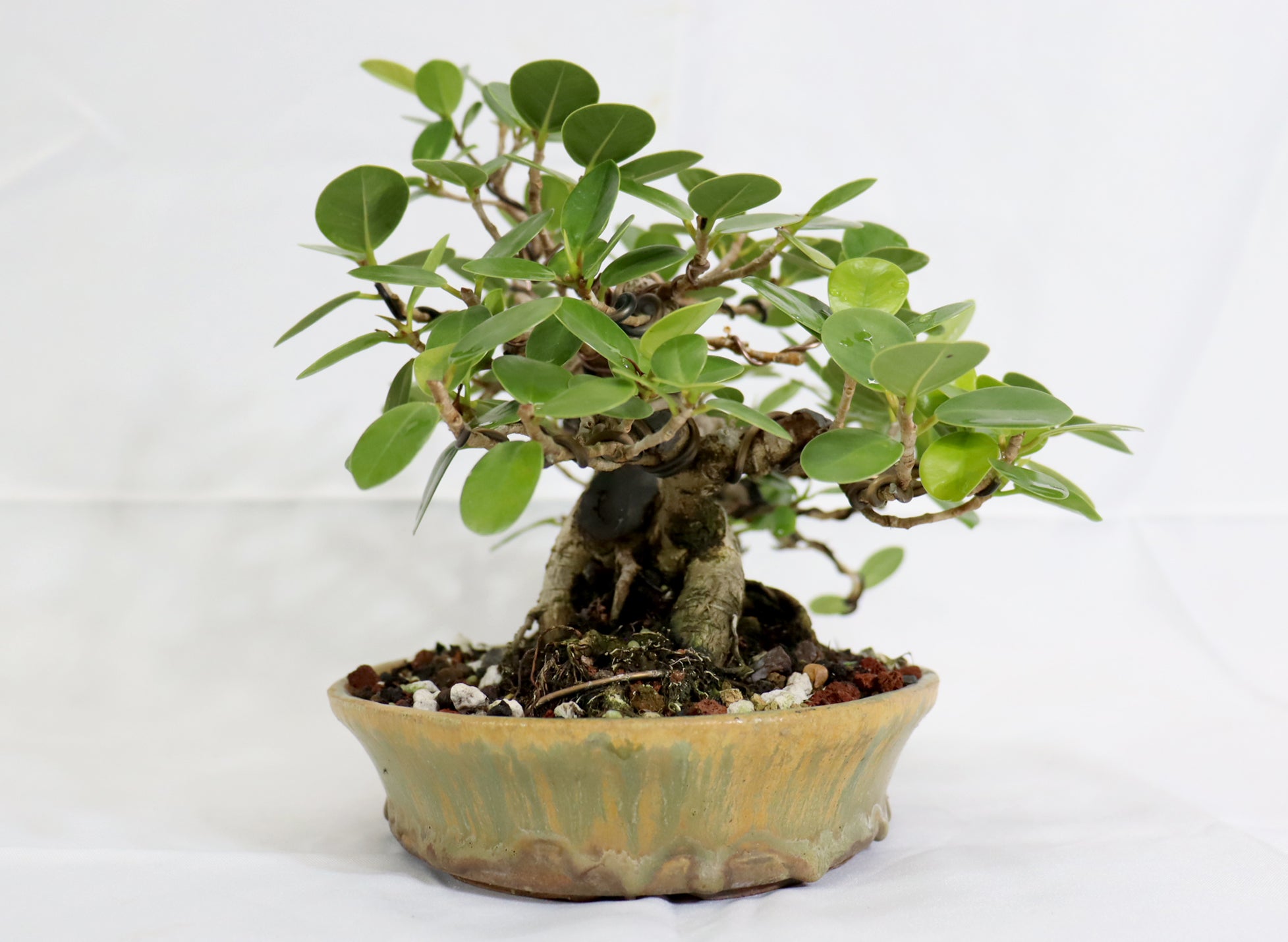 Wired Green Island Ficus