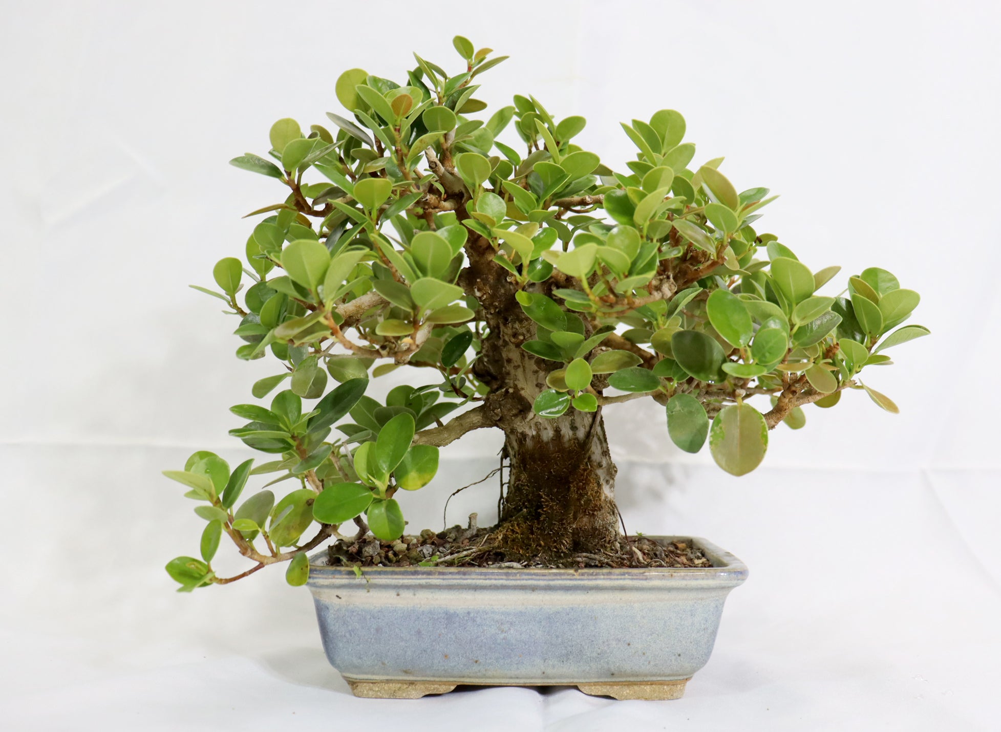green island ficus bonsai tree Green Island Ficus in a Glazed Jepson Container