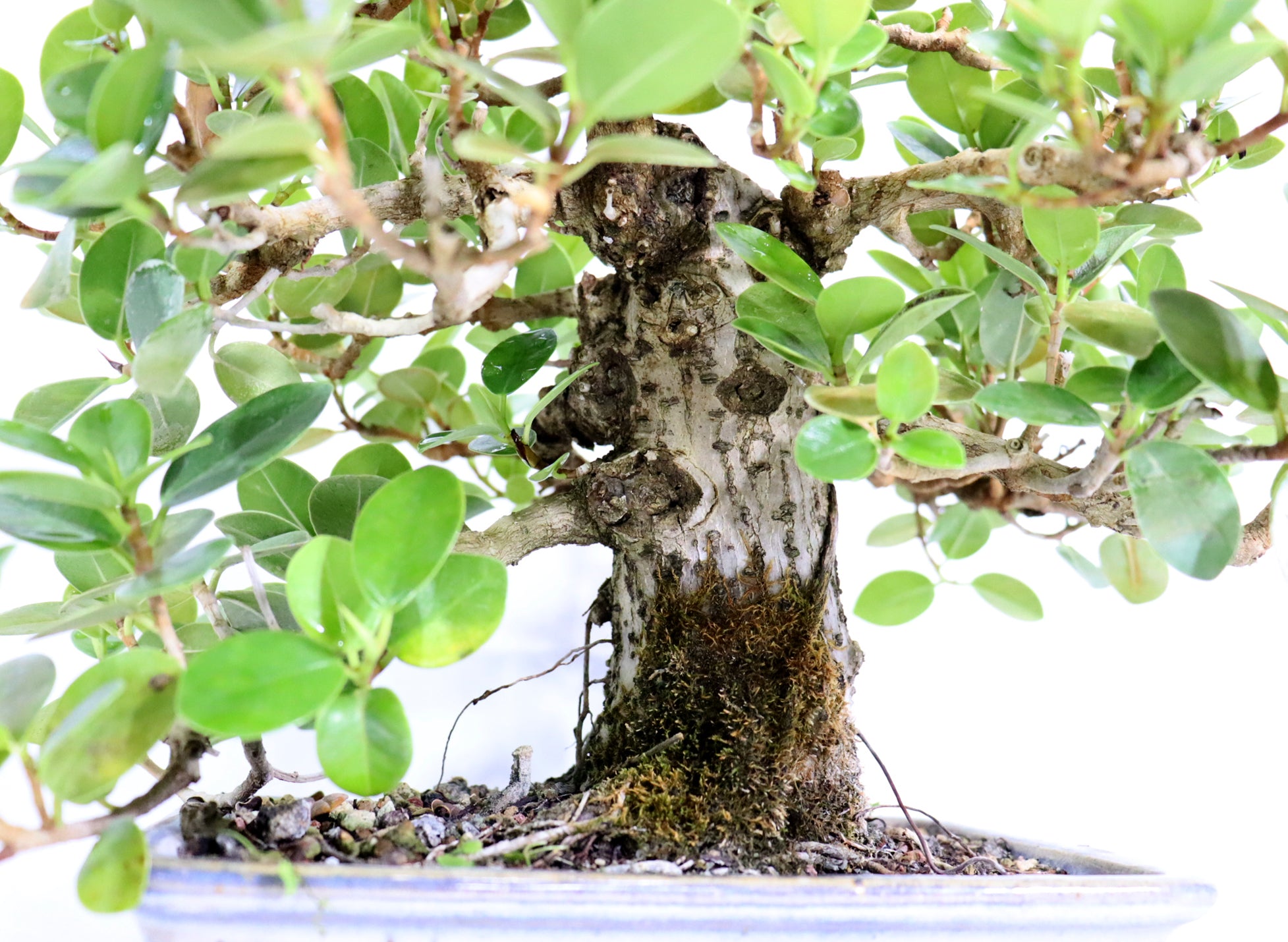 Green Island Ficus in a Glazed Jepson Container