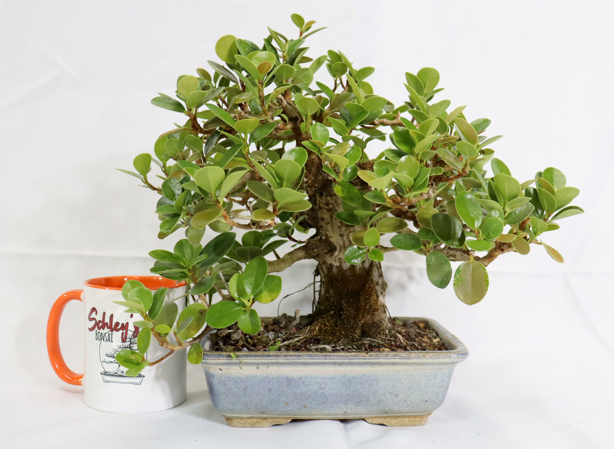 Green Island Ficus in a Glazed Jepson Container