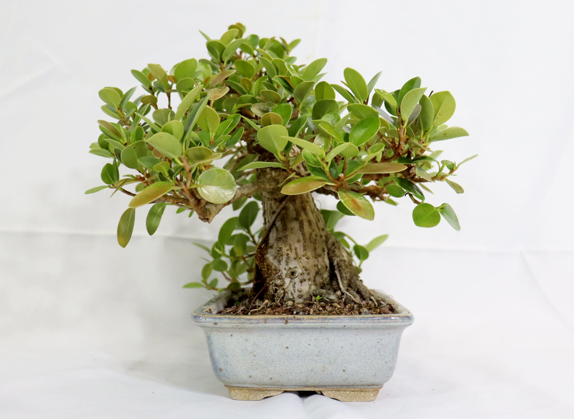 Green Island Ficus in a Glazed Jepson Container