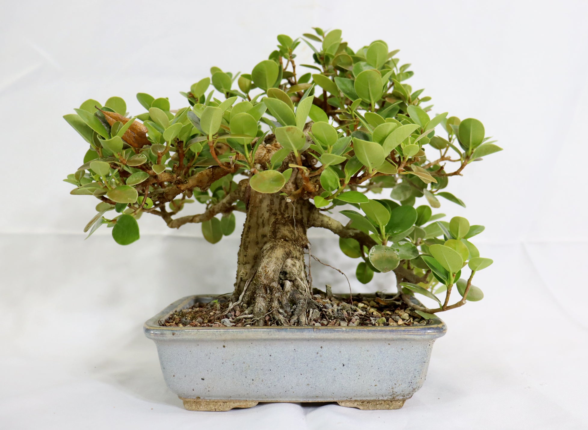 Green Island Ficus in a Glazed Jepson Container