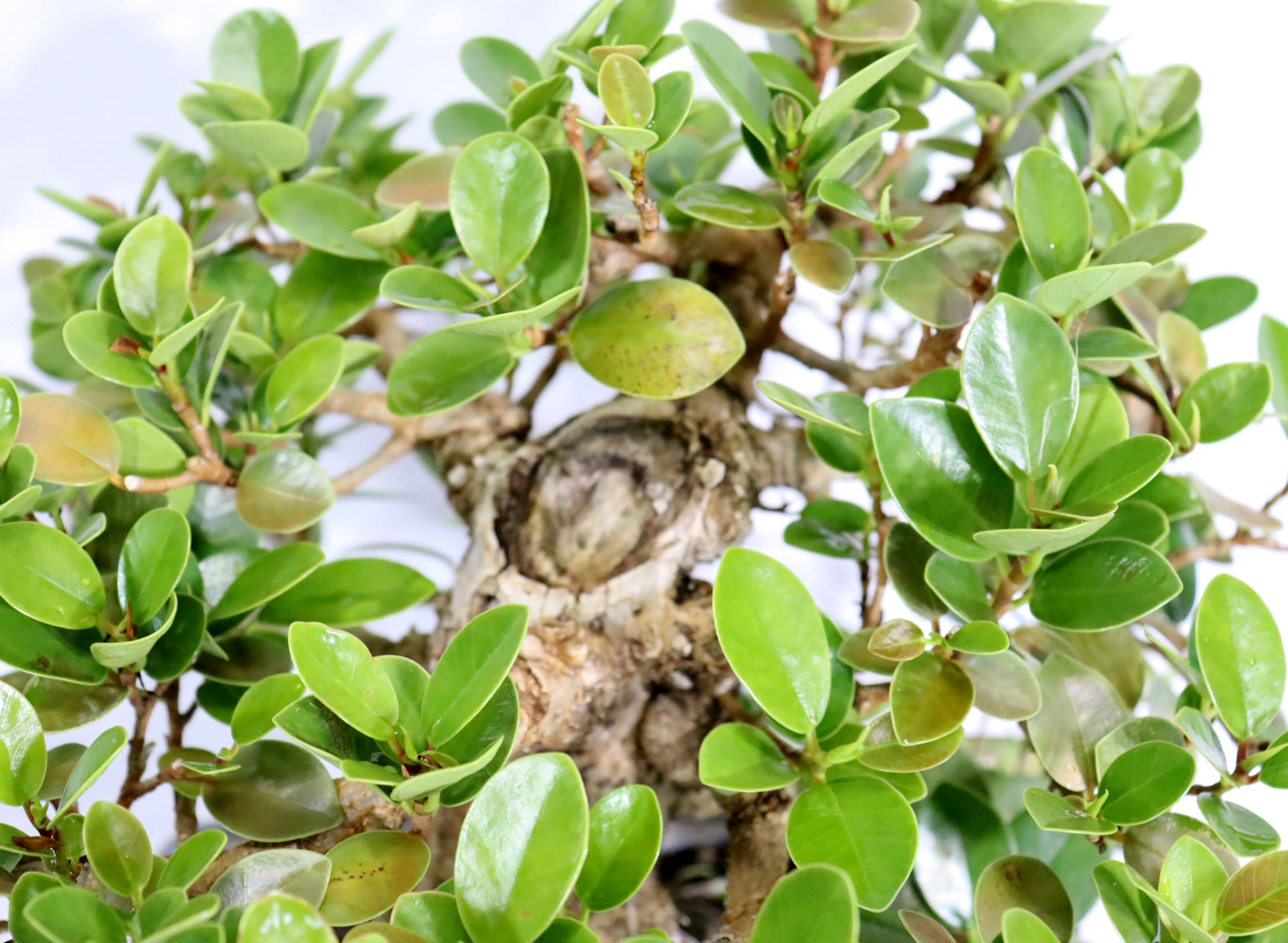 Green Island Ficus in a Glazed Jepson Container