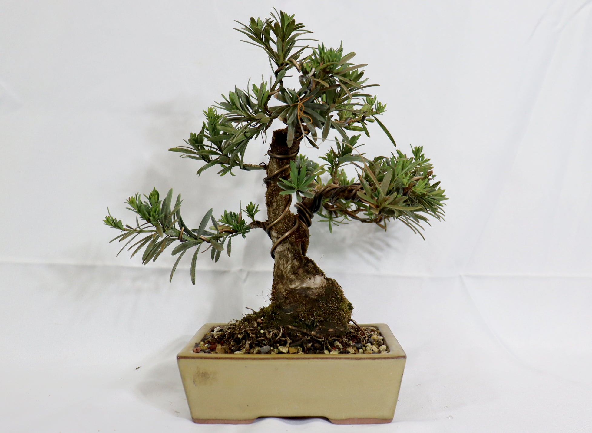 podocarpus macrophyllus bonsai tree Podocarpus in a Glazed Container