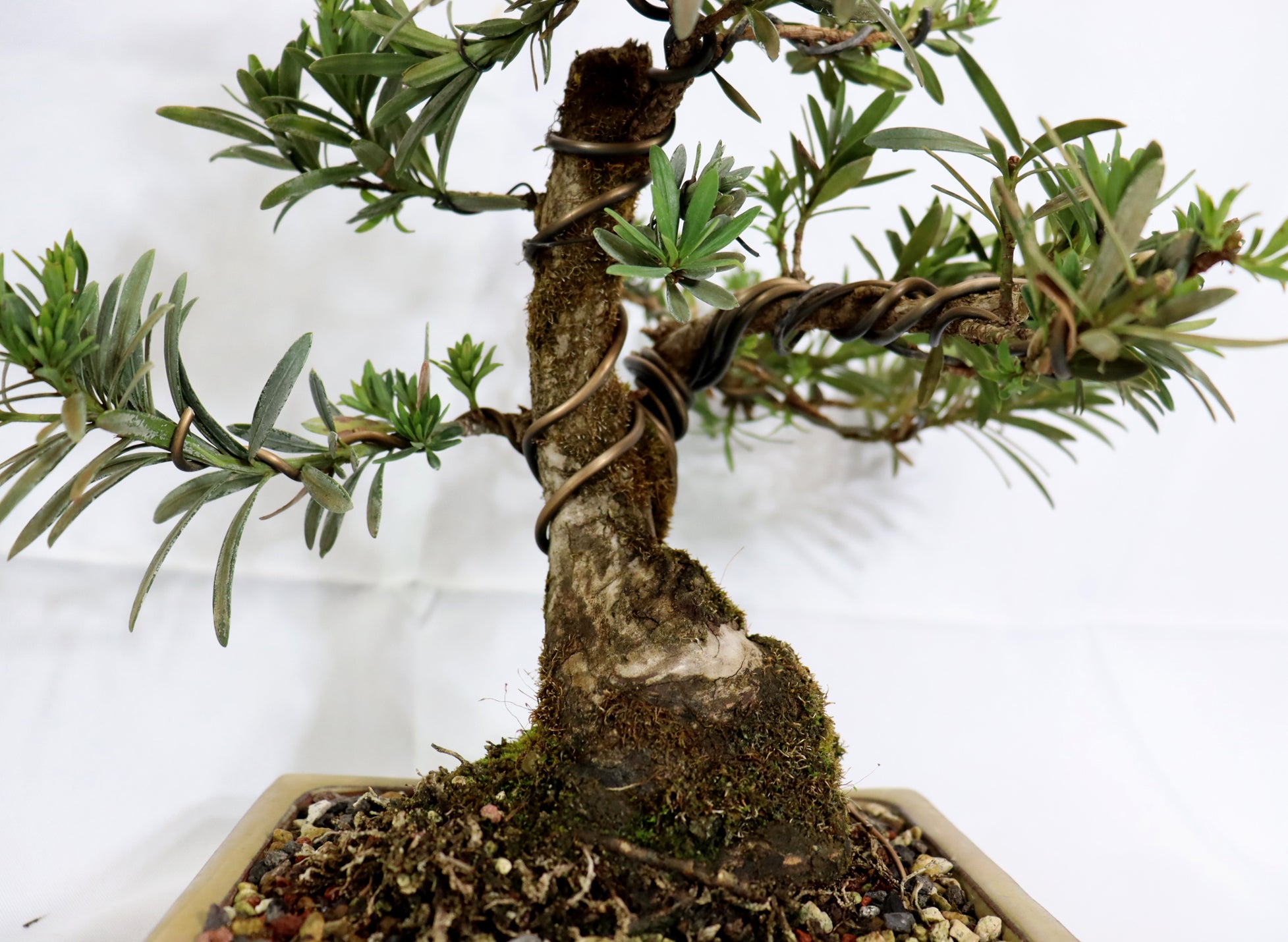 Podocarpus in a Glazed Container