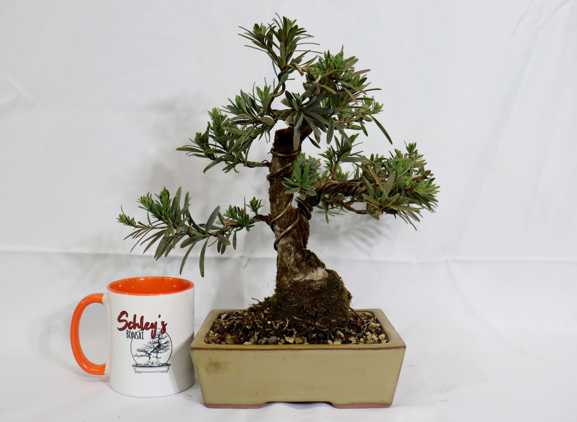 Podocarpus in a Glazed Container