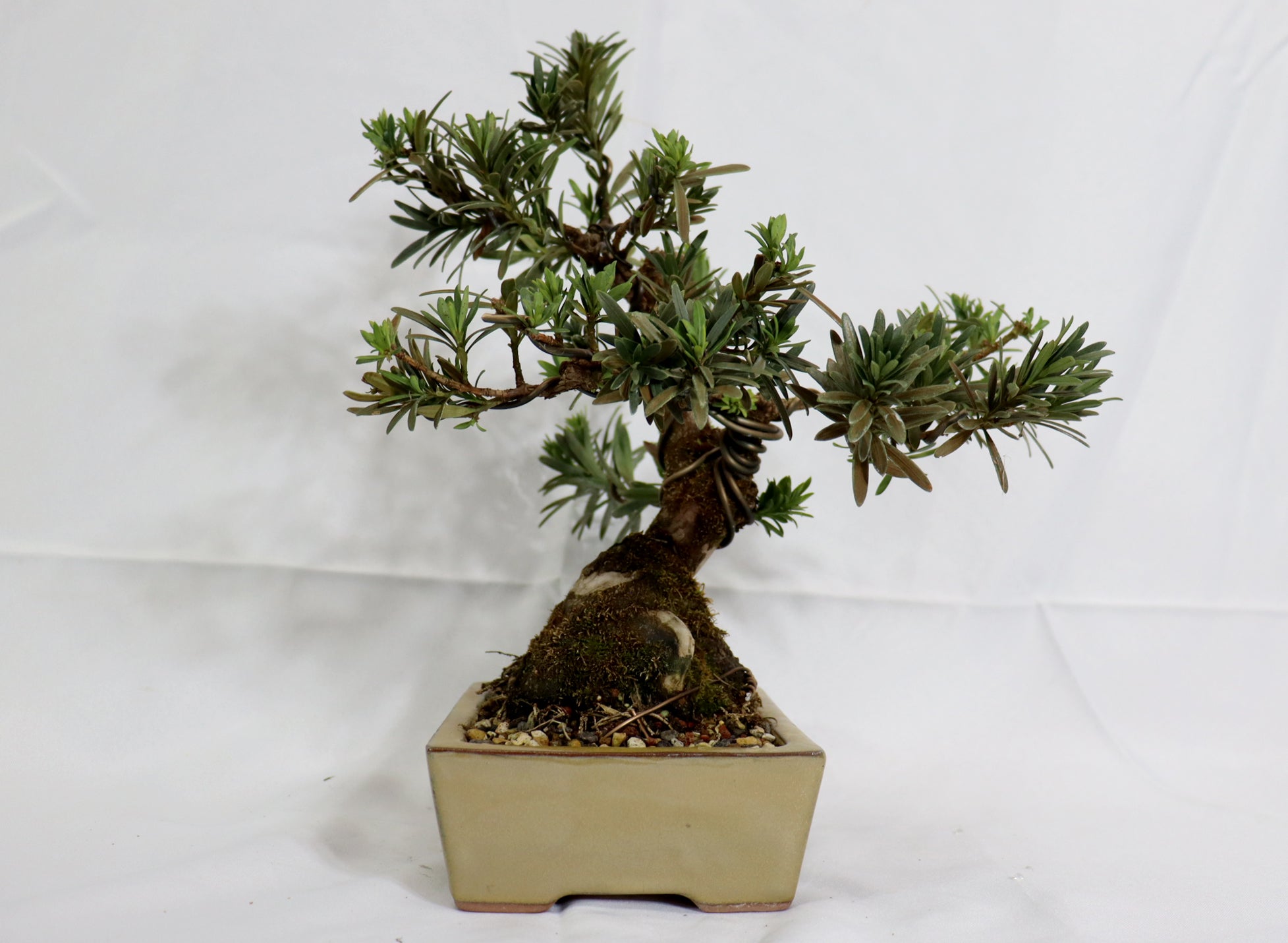 Podocarpus in a Glazed Container