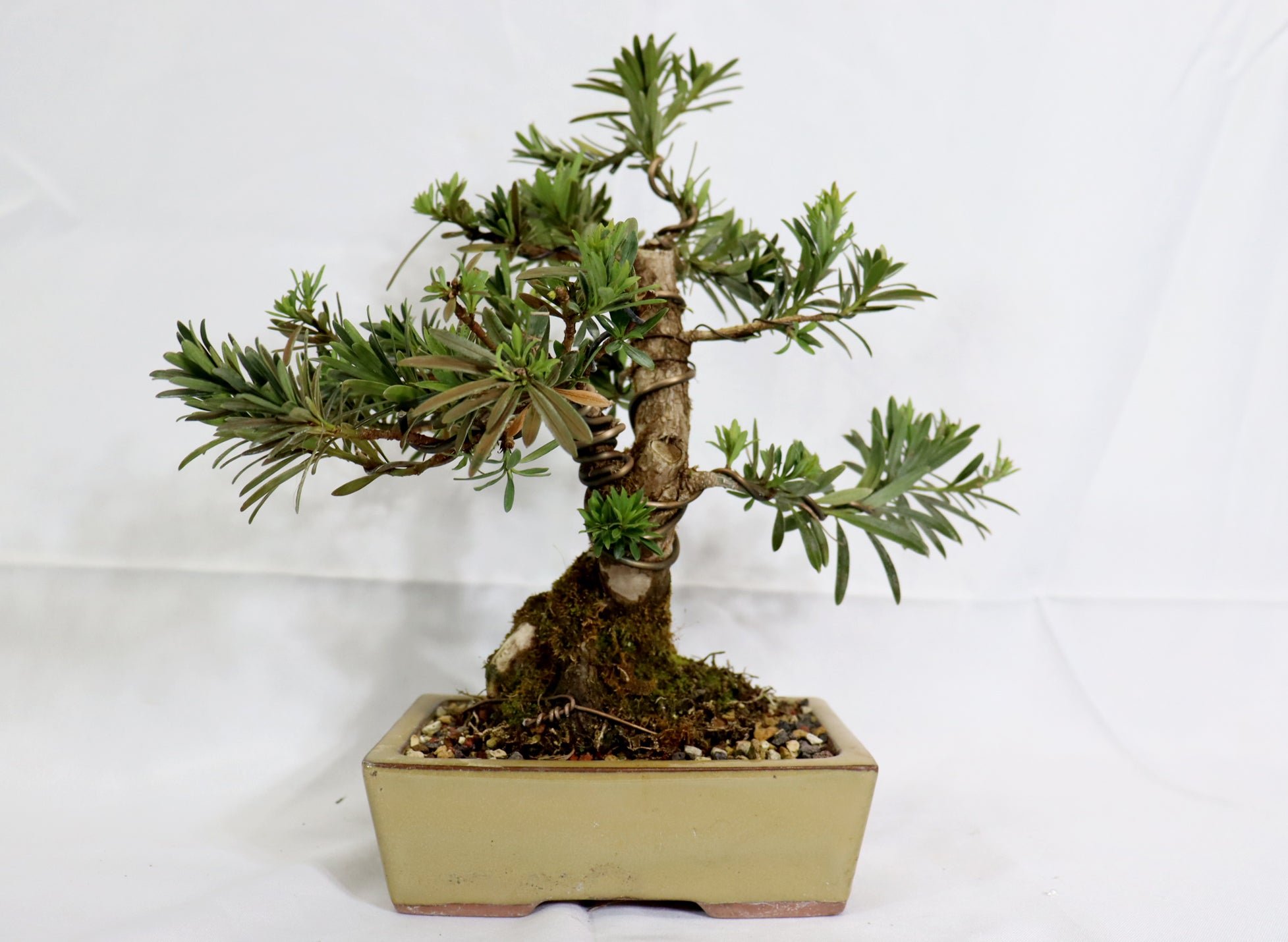 podocarpus bonsai tree Podocarpus in a Glazed Container