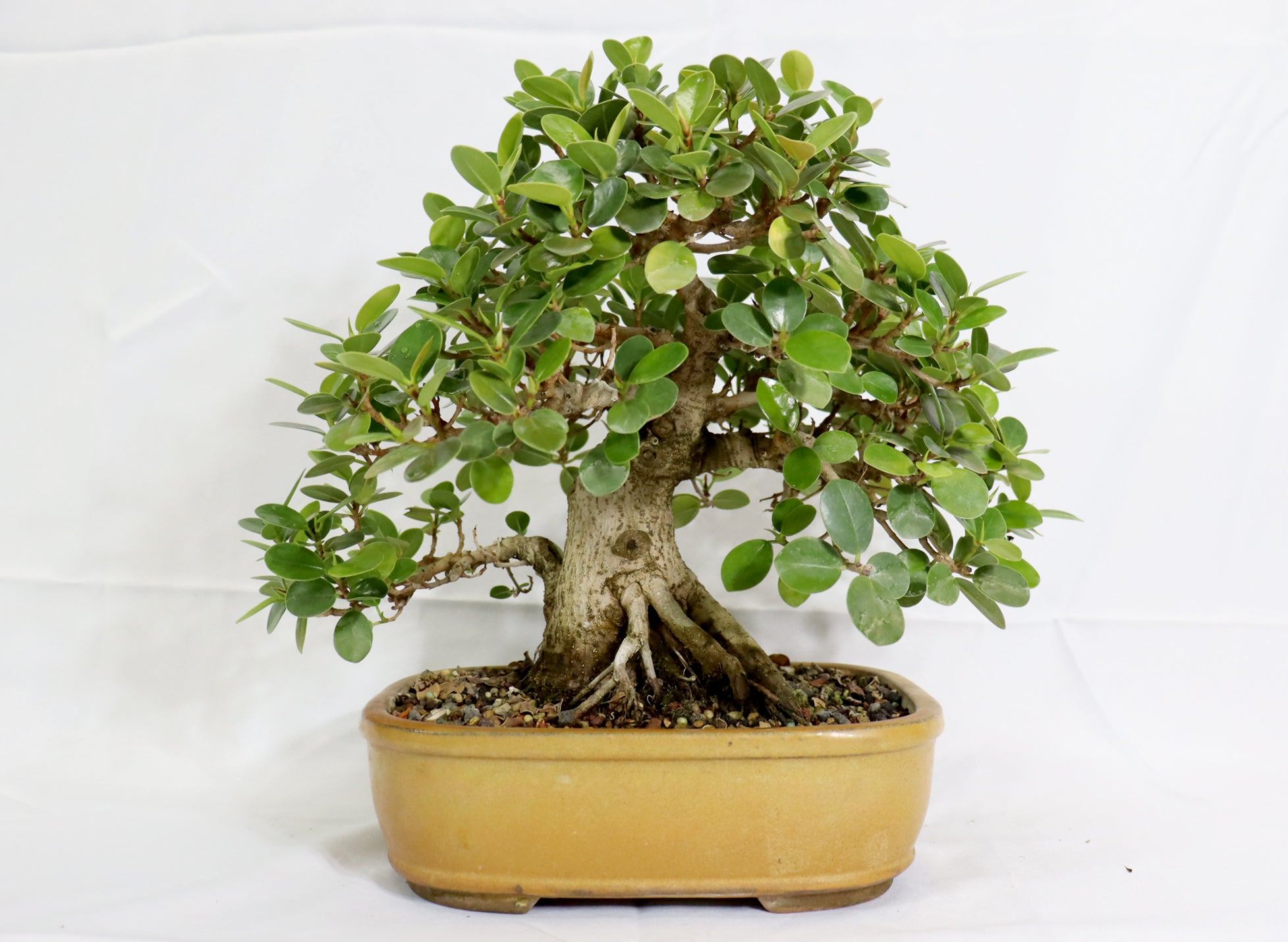 Ficus in a Glazed Container - Schley's Bonsai