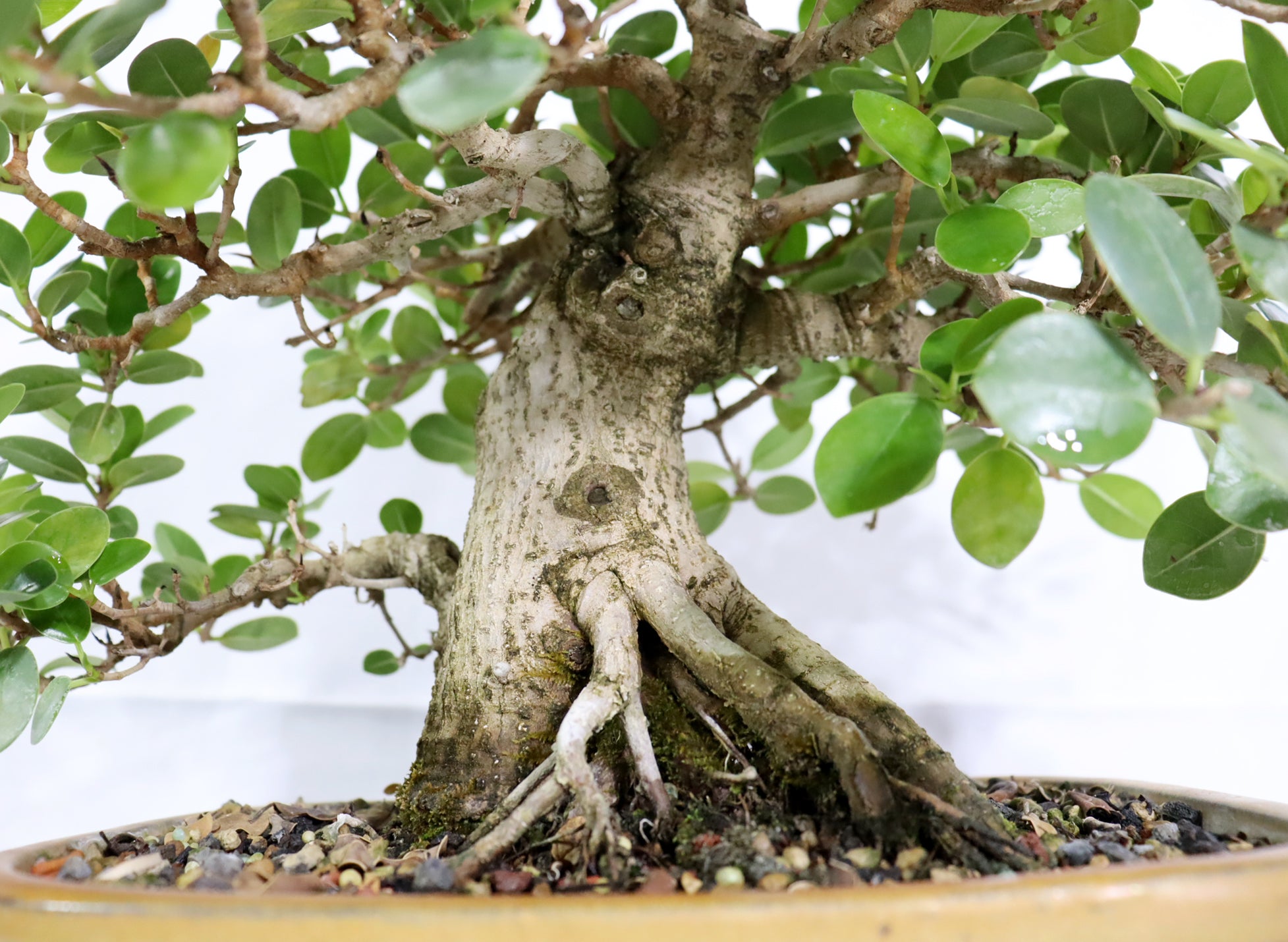 Green Island Ficus in a Glazed Container