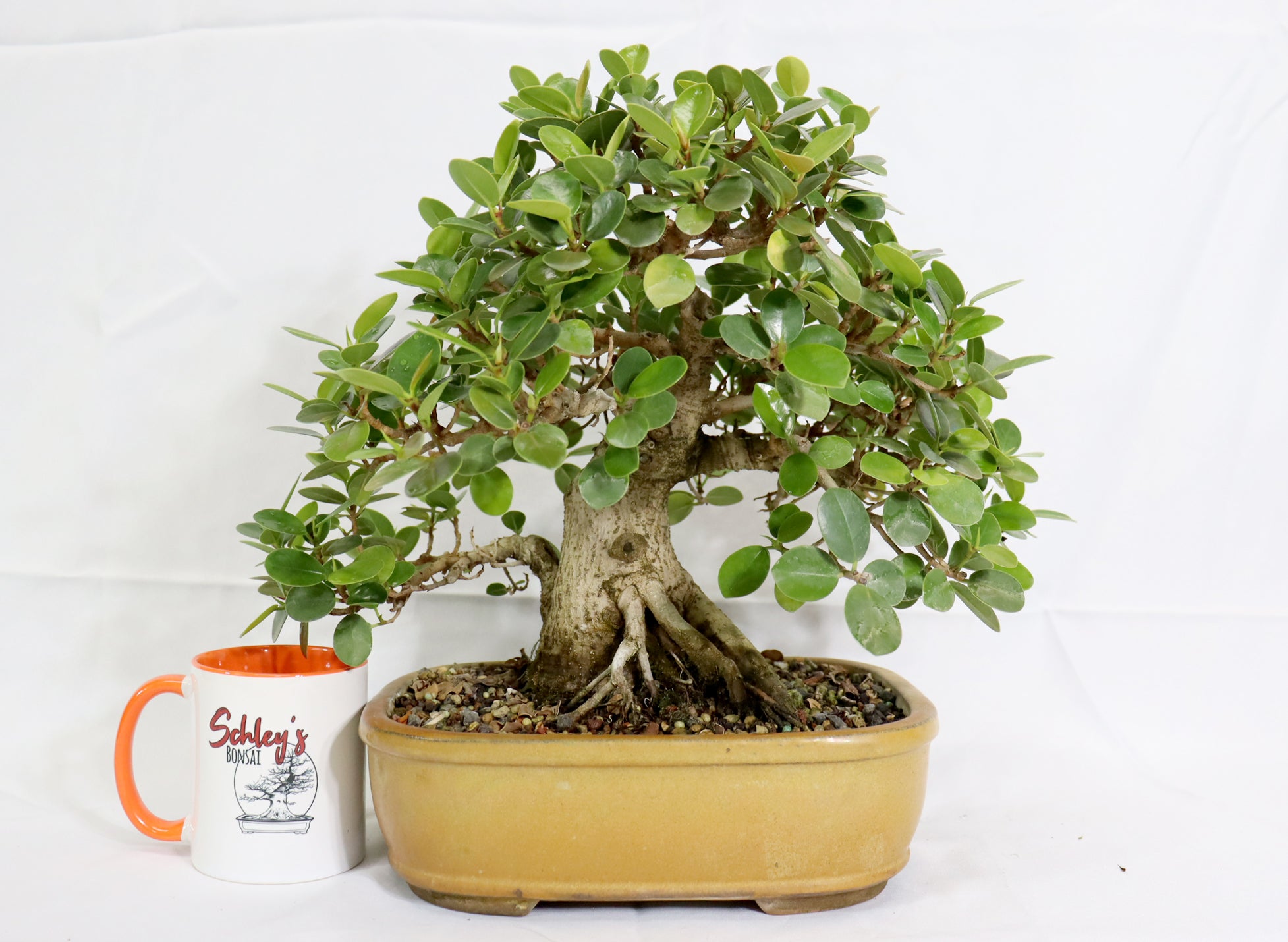 Green Island Ficus in a Glazed Container