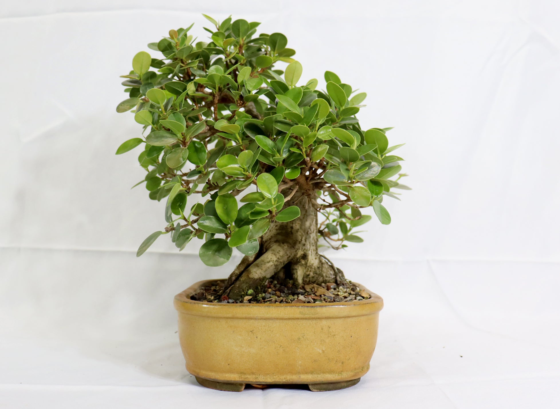 Green Island Ficus in a Glazed Container