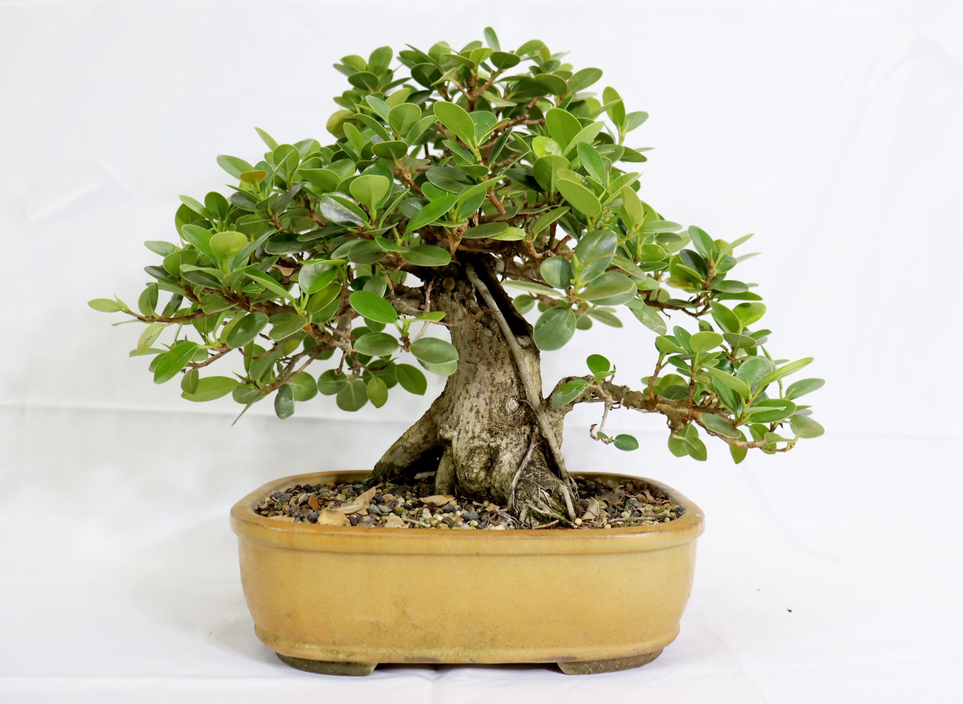 Ficus in a Glazed Container - Schley's Bonsai