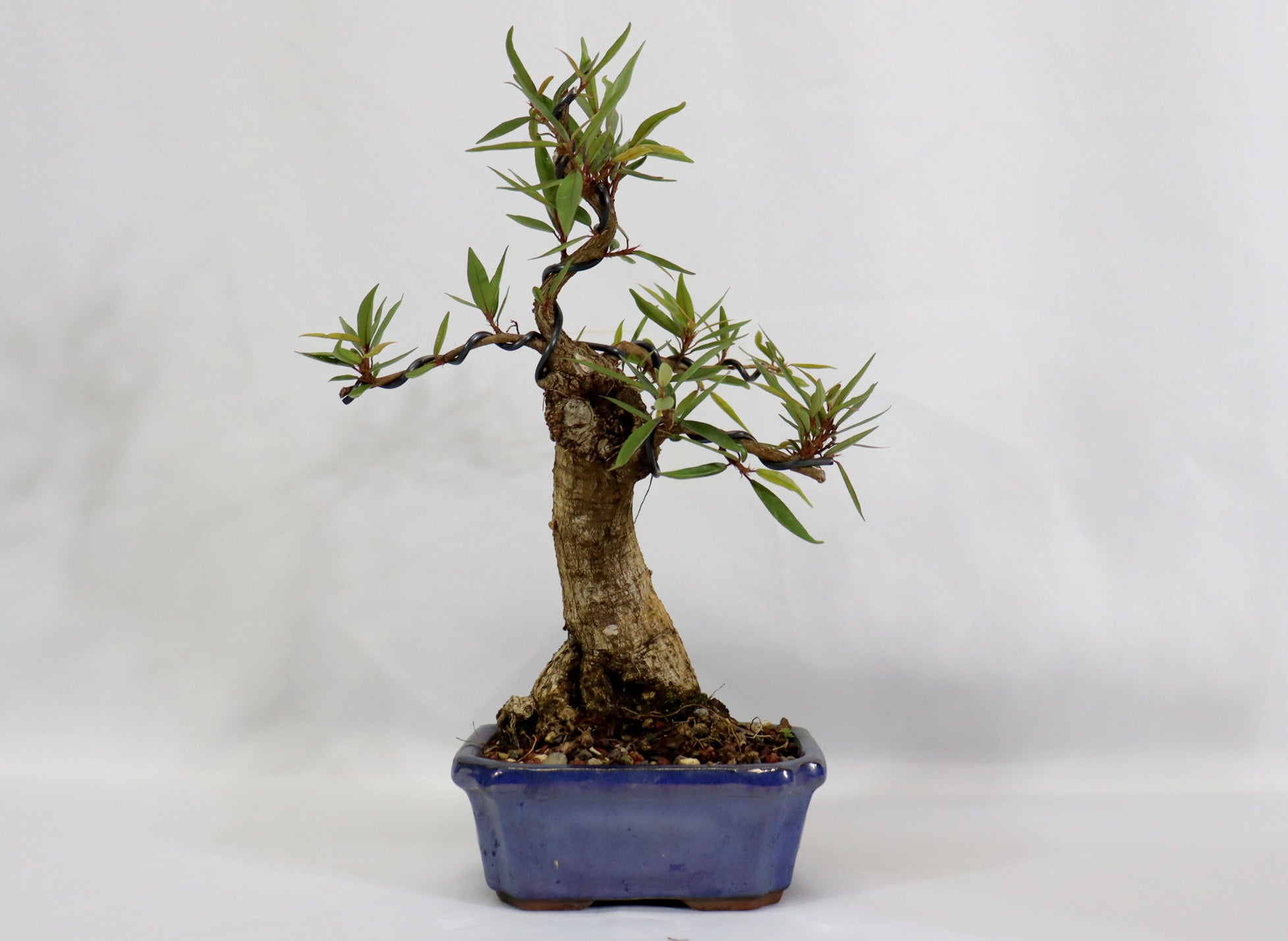 willow leaf ficus bonsai tree Willow Leaf Ficus in a Glazed Container