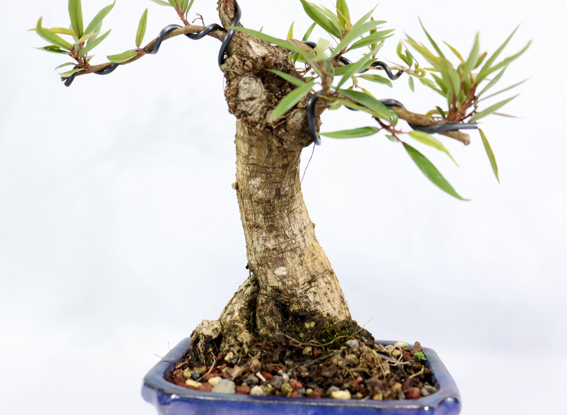 Willow Leaf Ficus in a Glazed Container