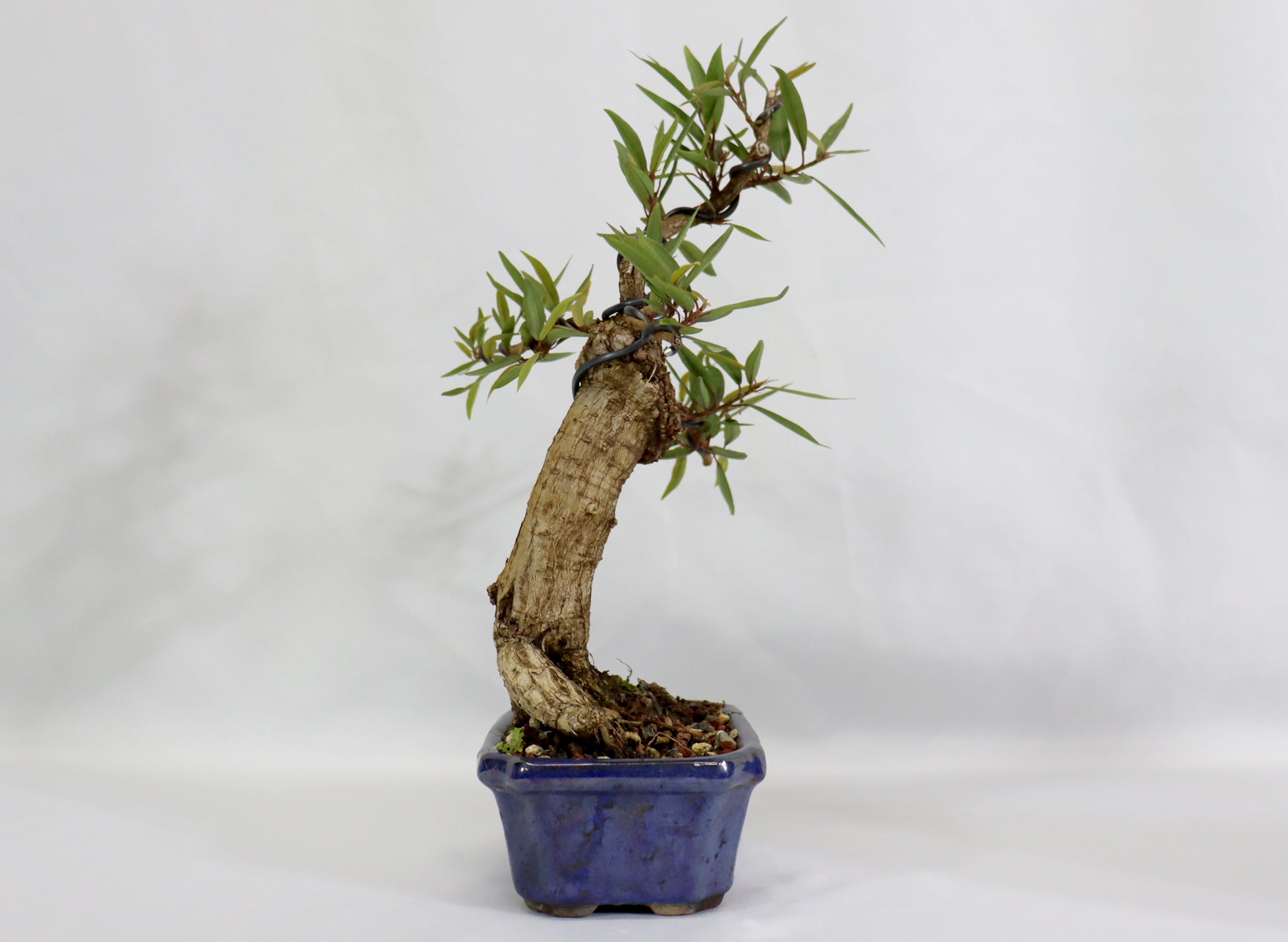 Willow Leaf Ficus in a Glazed Container - Schley's Bonsai