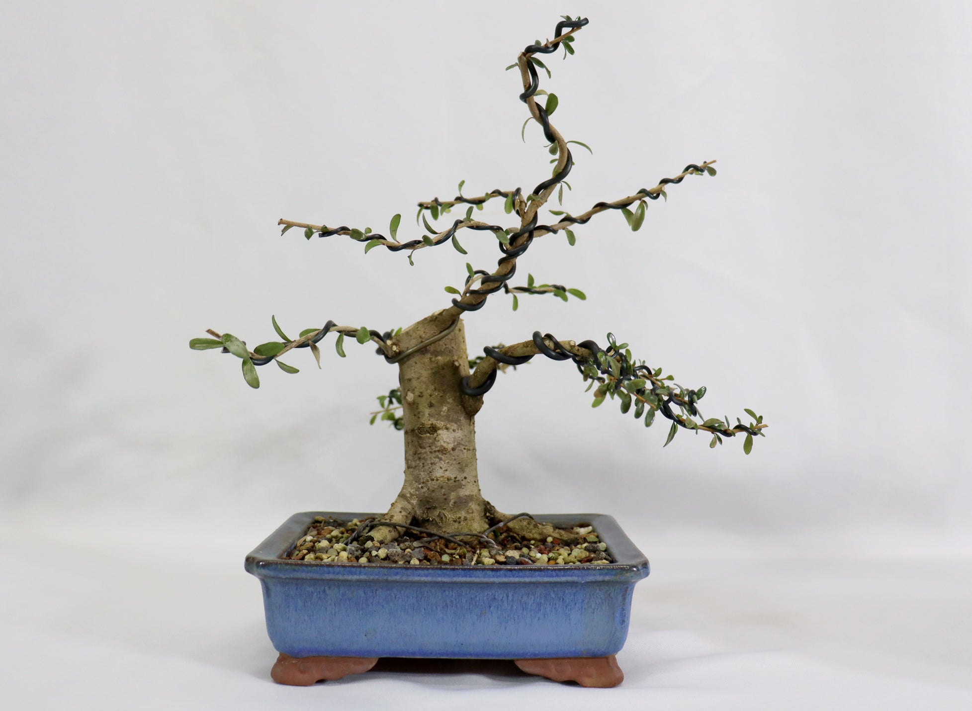 Neea Buxifolia in a Glazed Korean Container - Schley's Bonsai
