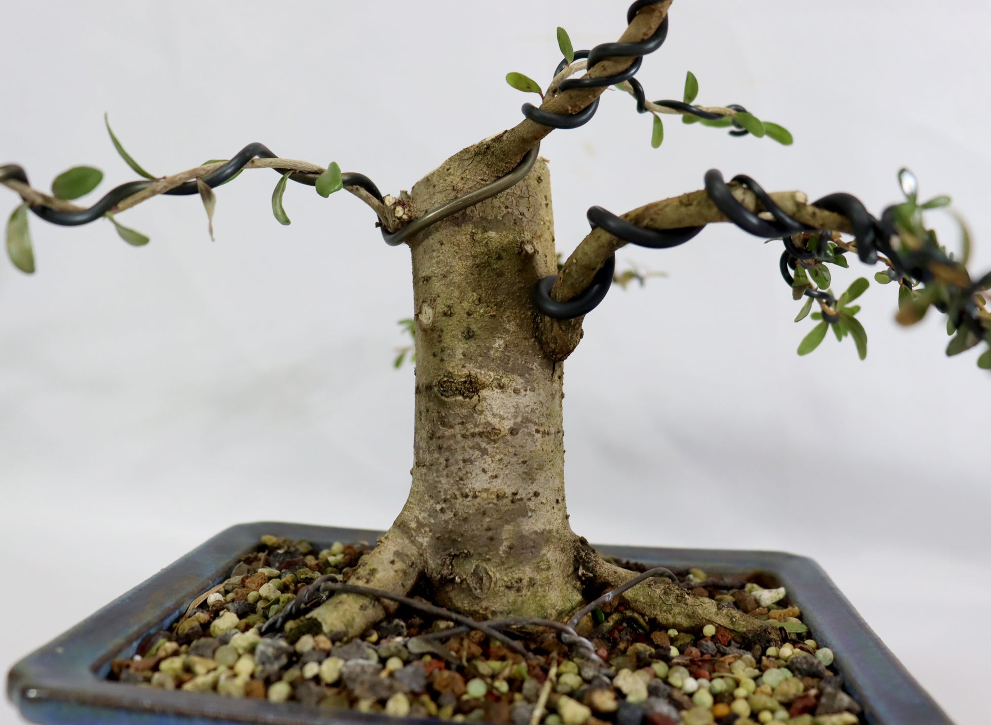 Neea Buxifolia in a Glazed Korean Container