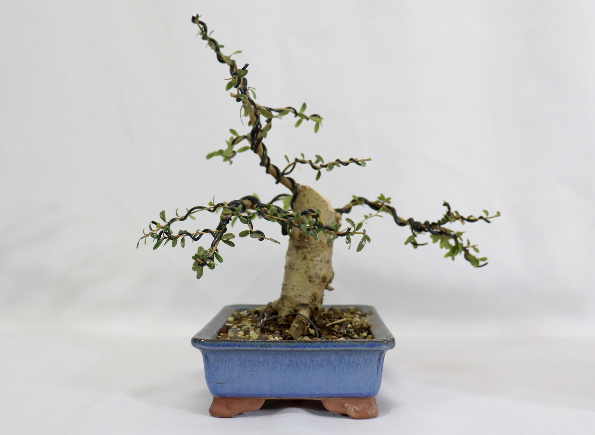 Neea Buxifolia in a Glazed Korean Container - Schley's Bonsai