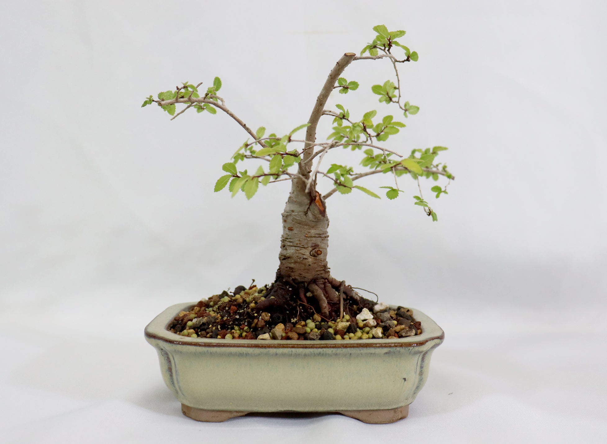 Catlin Elm in a Glazed Container - Schley's Bonsai
