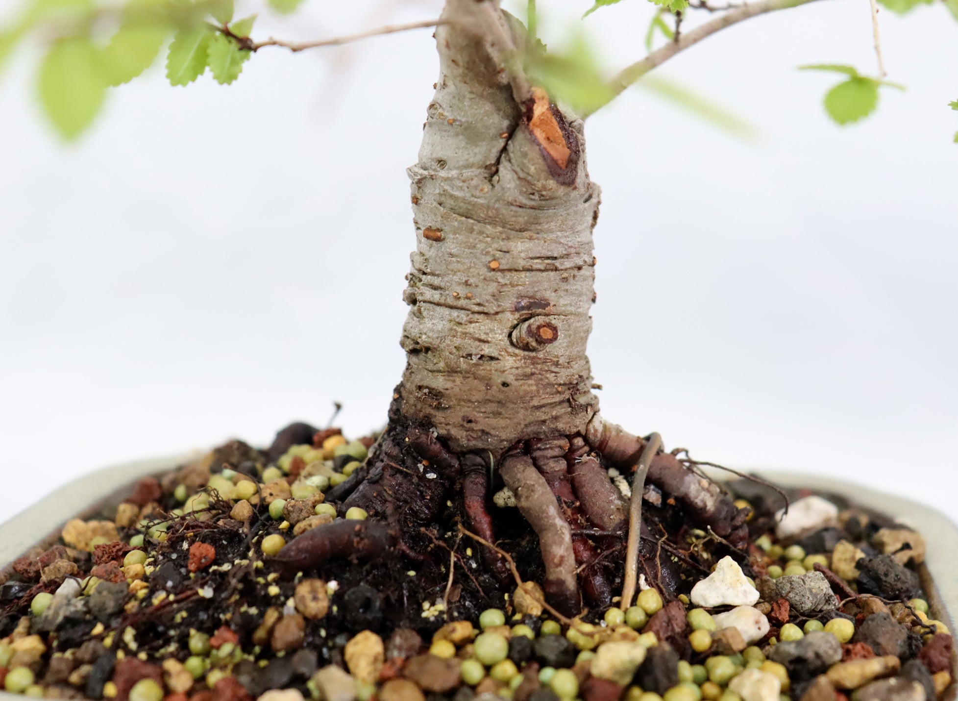 Catlin Elm in a Glazed Container
