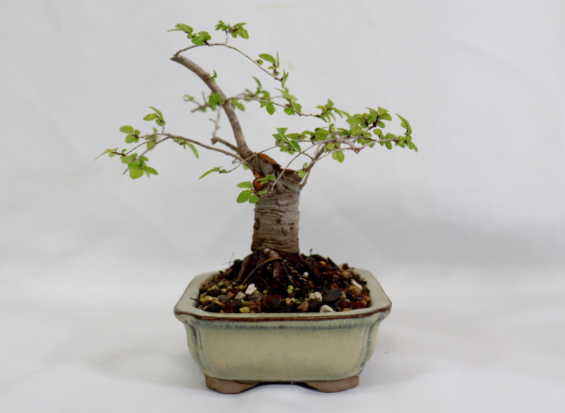 Catlin Elm in a Glazed Container - Schley's Bonsai