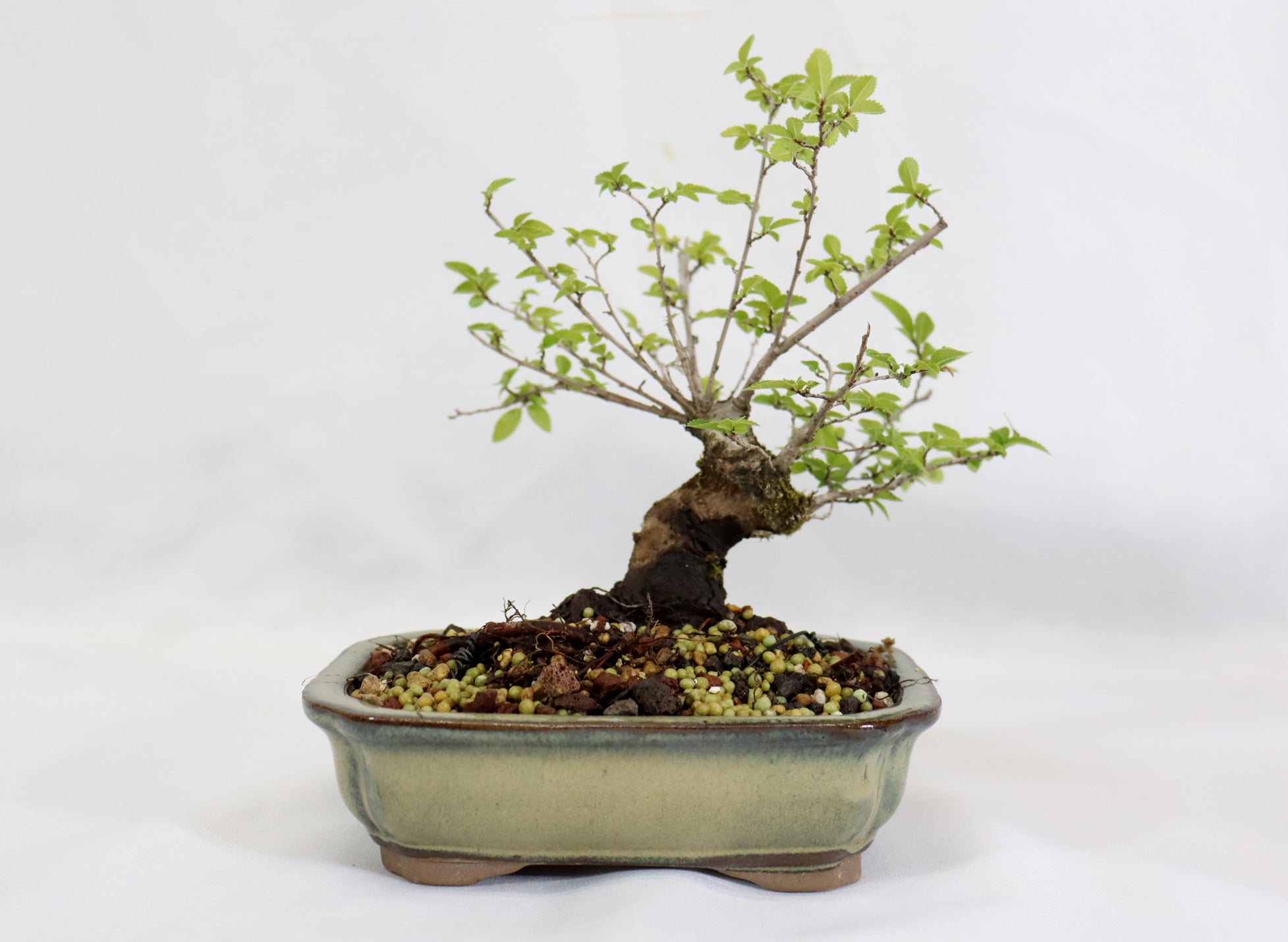 Catlin Elm in a Glazed Container - Schley's Bonsai