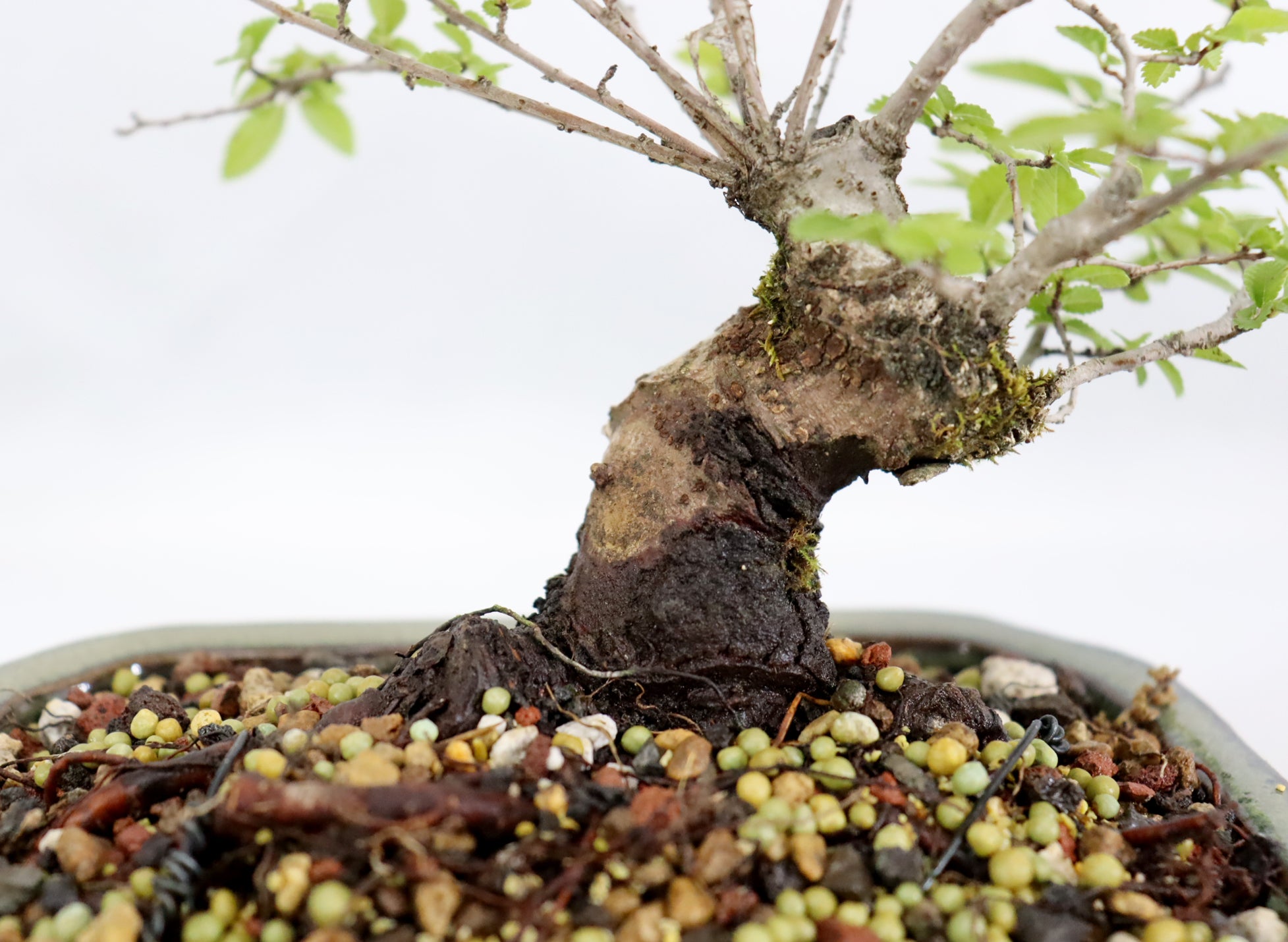 Catlin Elm in a Glazed Container