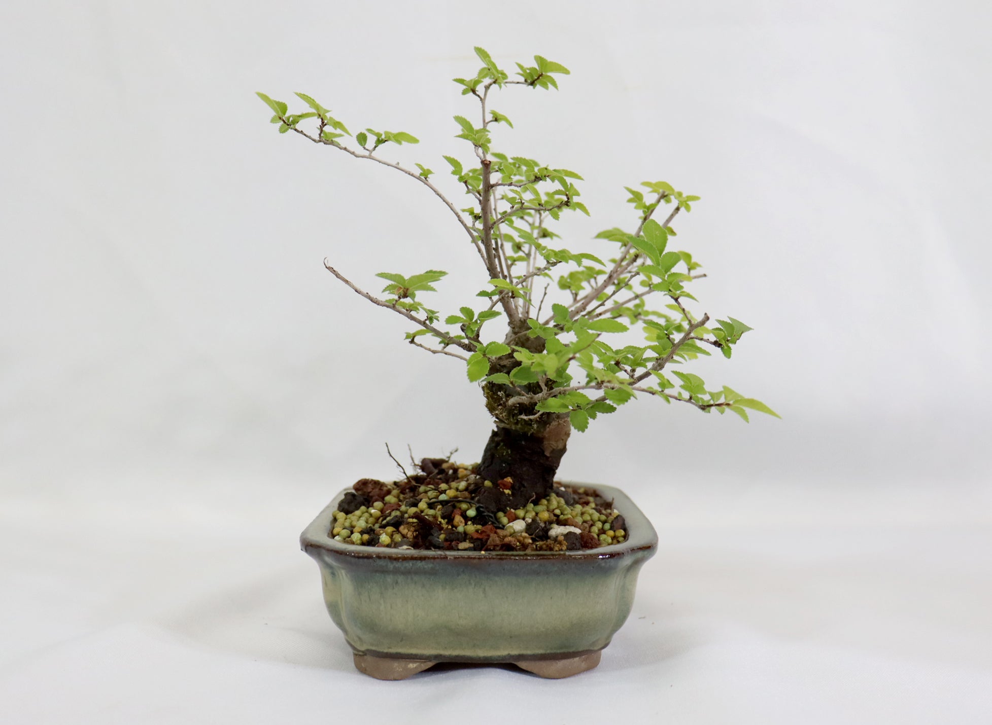 Catlin Elm in a Glazed Container - Schley's Bonsai