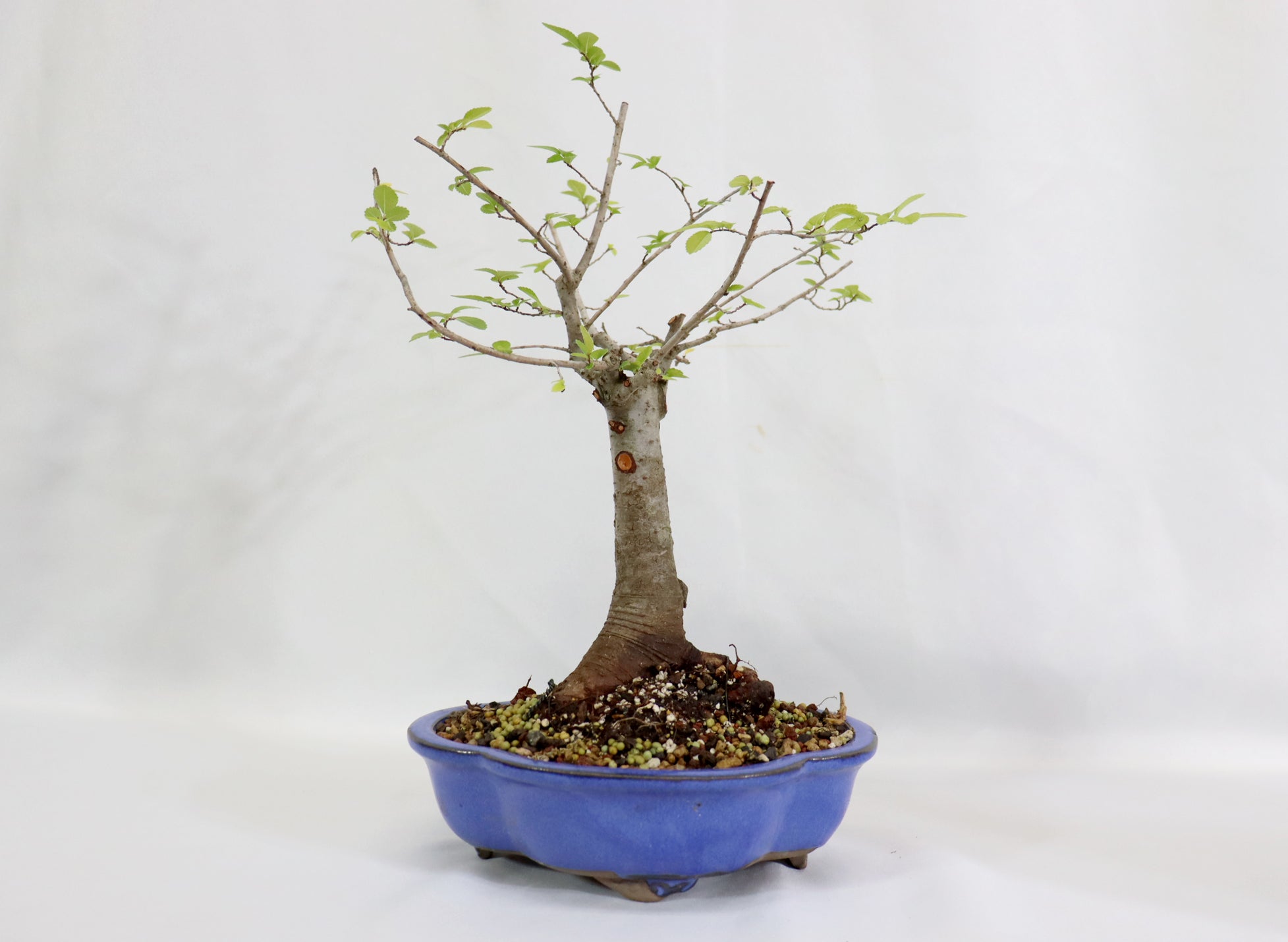 Chinese Elm in a Glazed Container - Schley's Bonsai