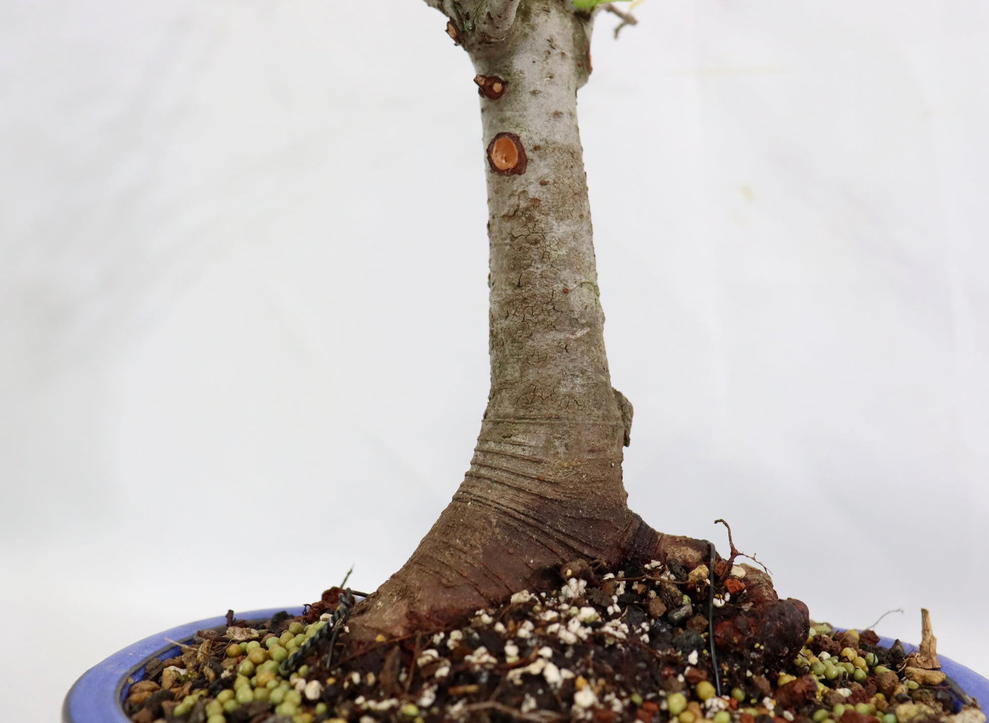 Chinese Elm in a Glazed Container