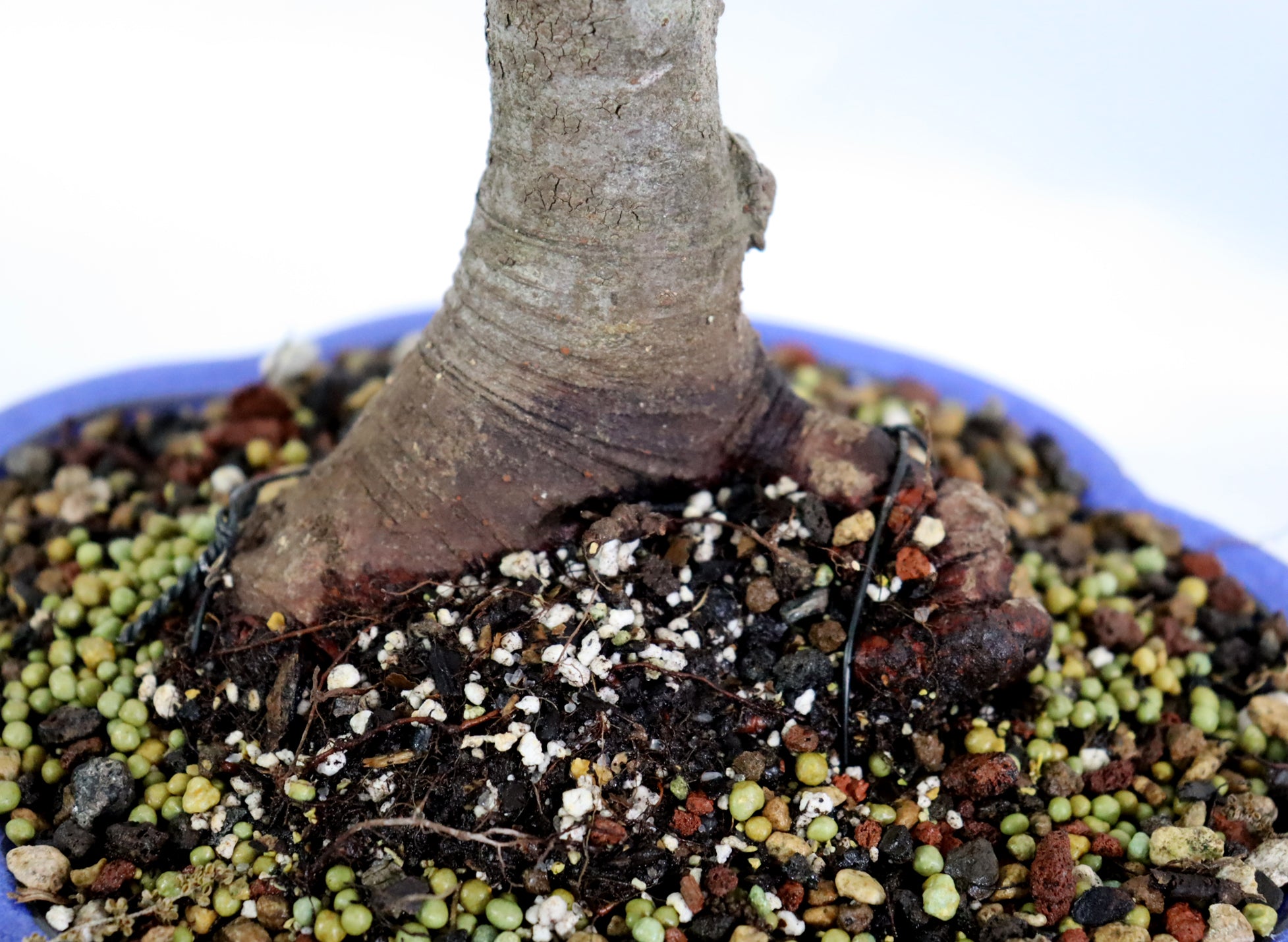 Chinese Elm in a Glazed Container