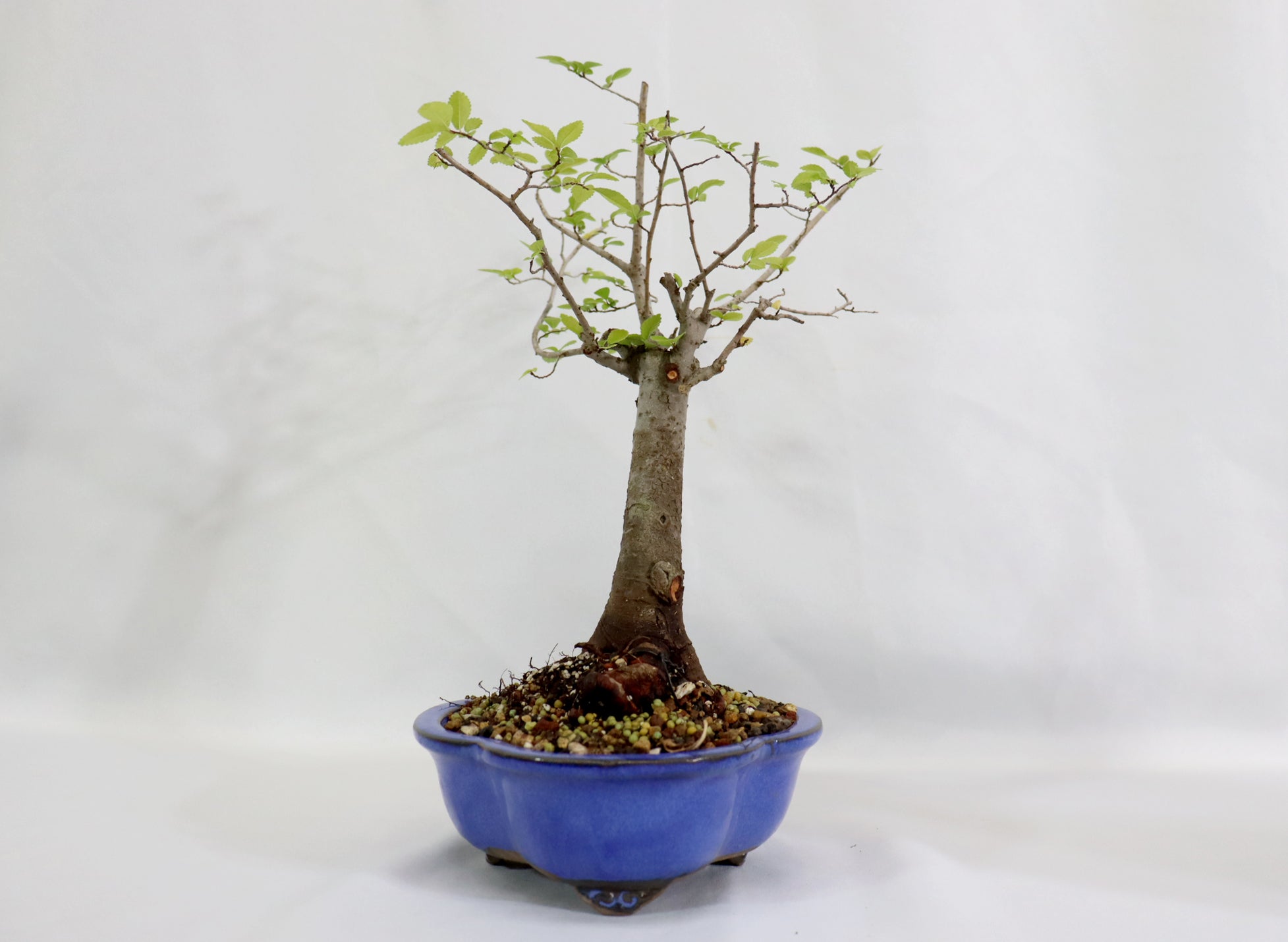 Chinese Elm in a Glazed Container - Schley's Bonsai